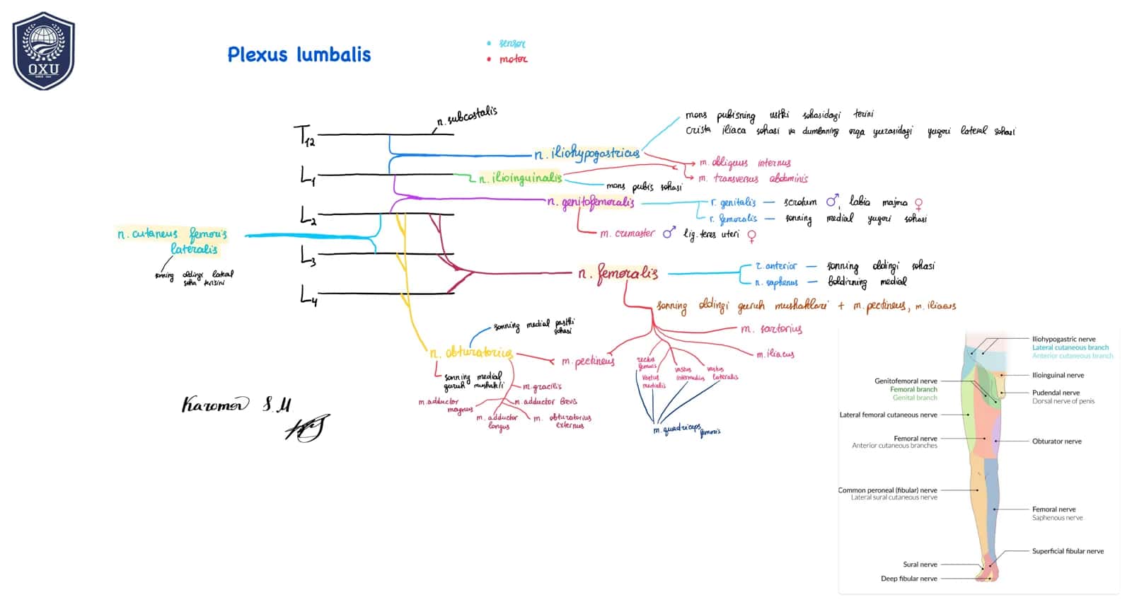 Plexus lumbalis 1