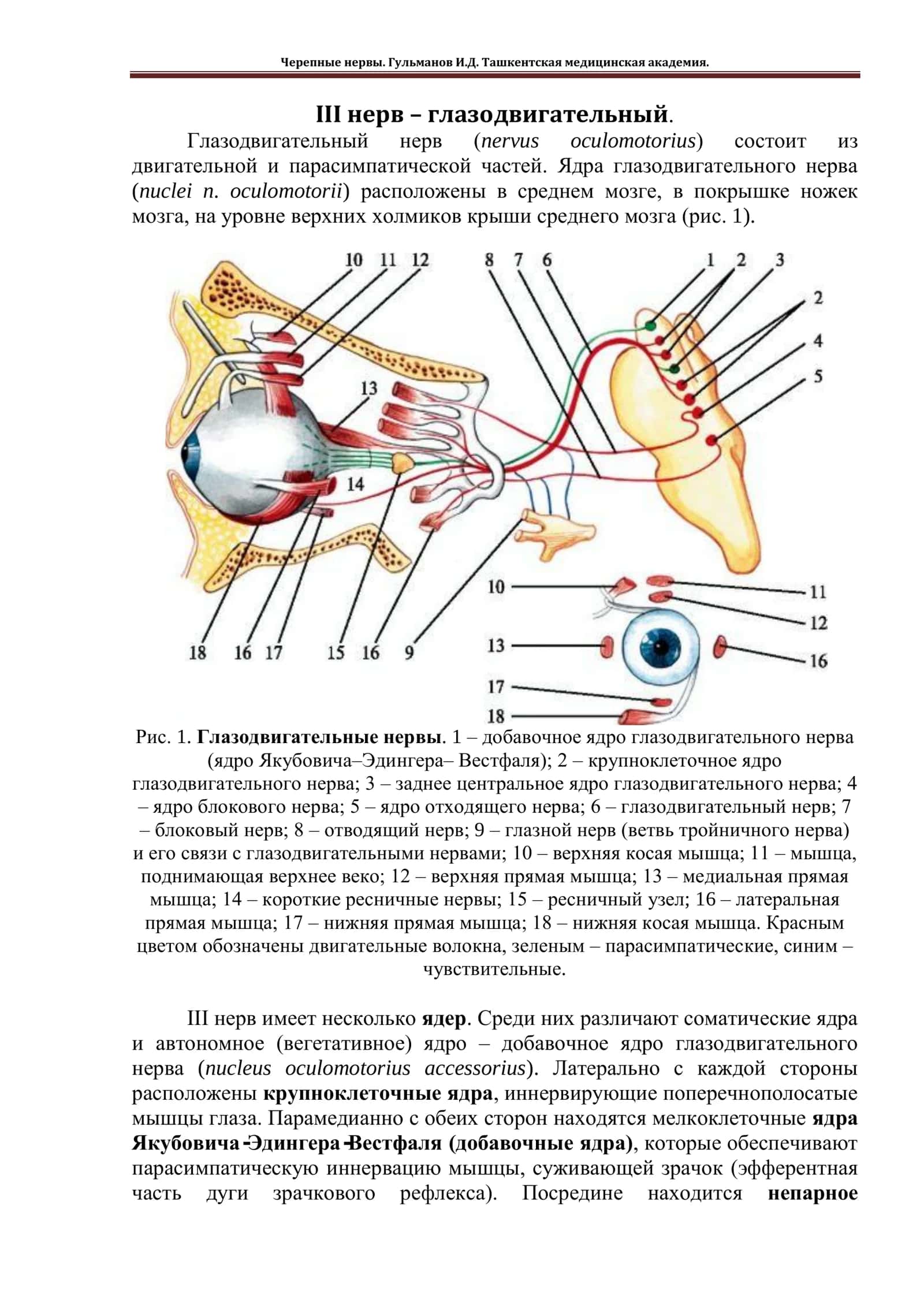 Глазодвигательный нерв (nervus oculomotorius) 1