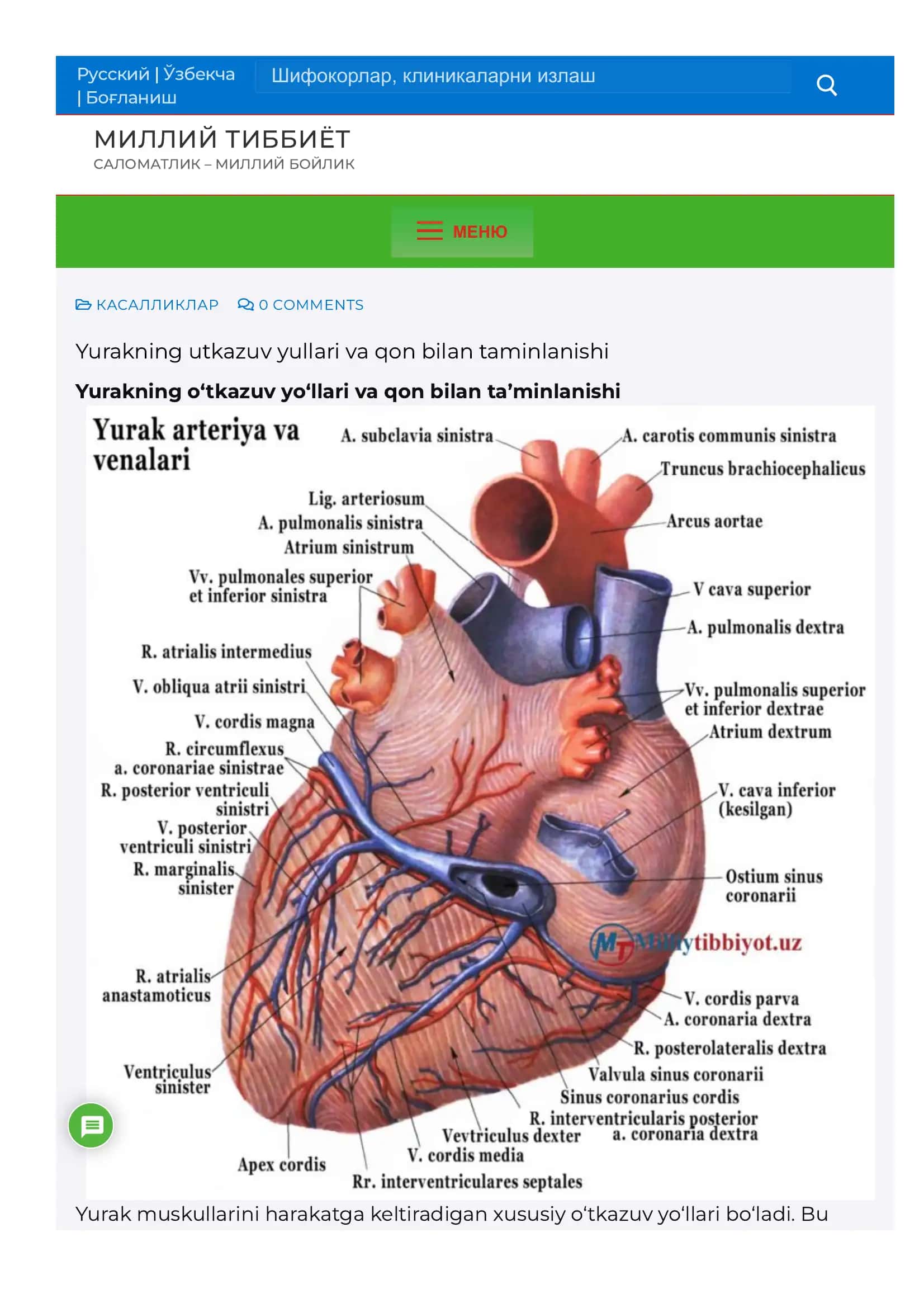 Yurakning utkazuv yullari va qon bilan taminlanishi 1