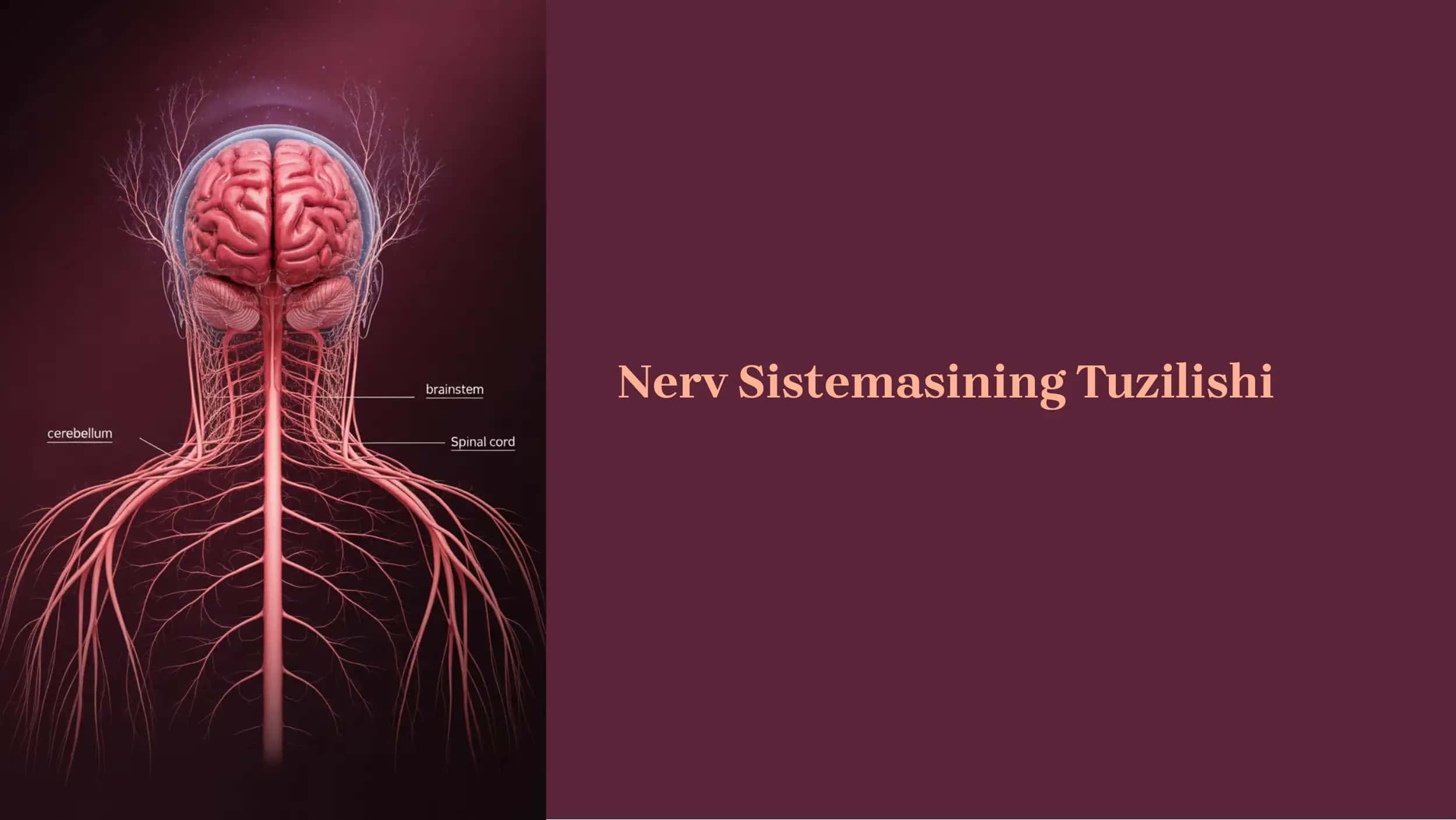 Nerv Sistemasining Tuzilishi 1