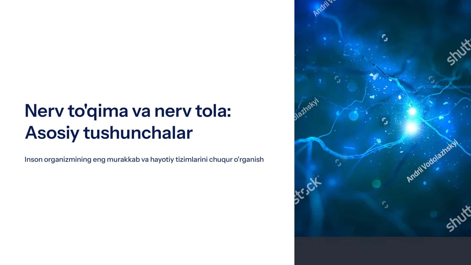 Nеrv to'qima Nеrv tola 1