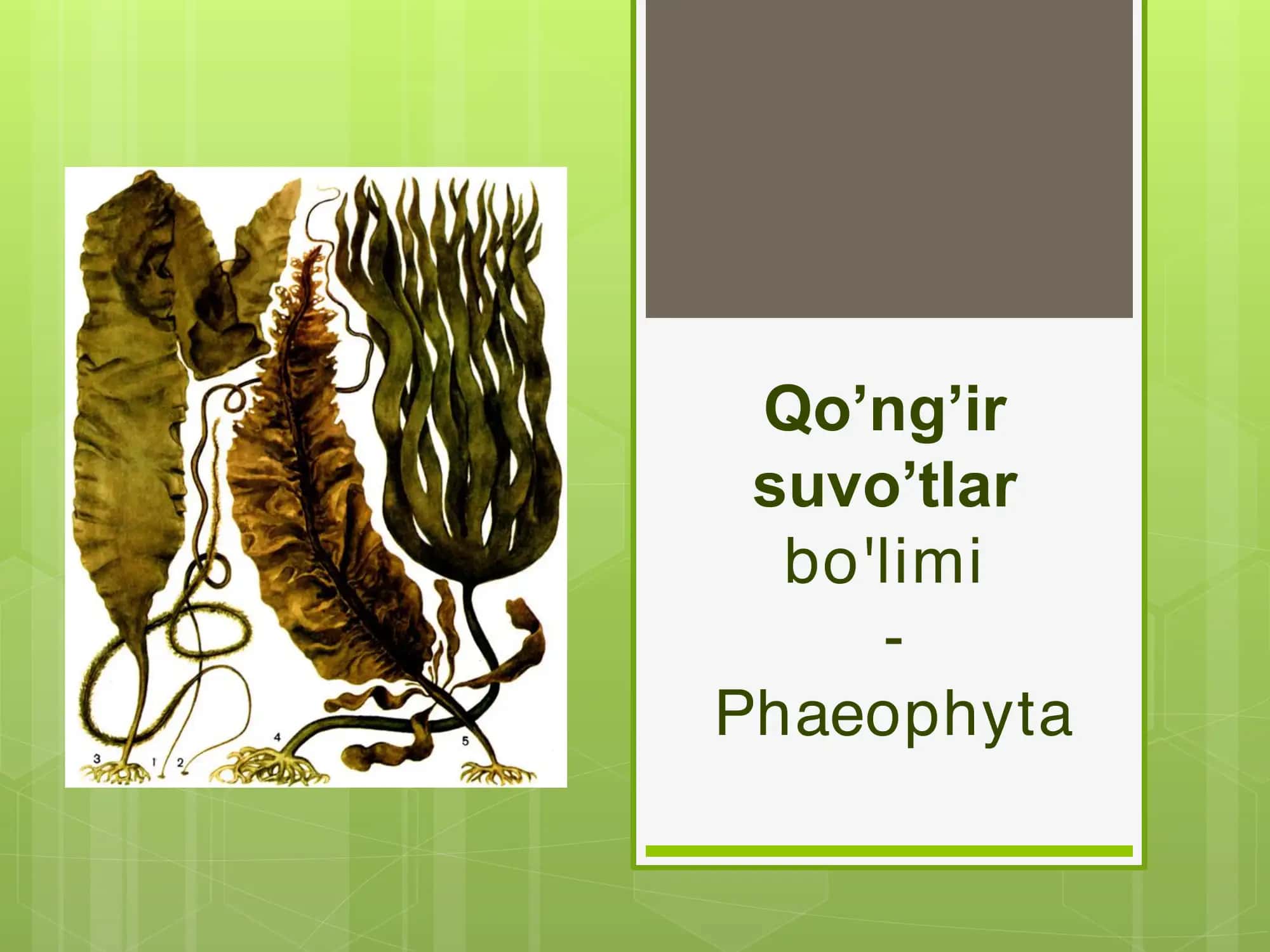 Qo'ng'ir suvo'tlar-Phaeophyta 1