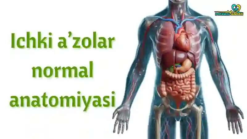 Hiqildoq anatomiyasi