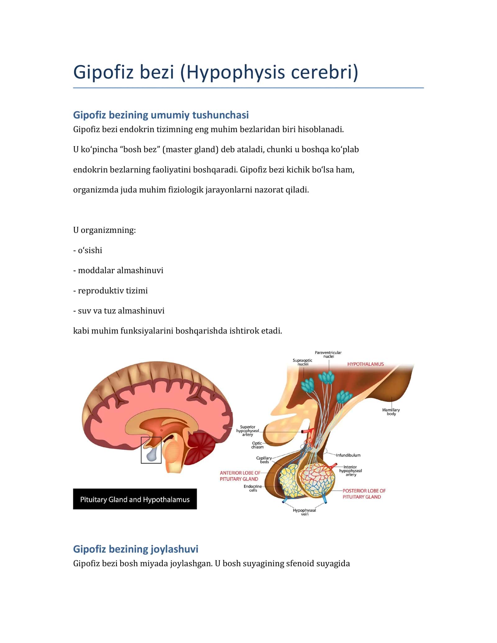Gipofiz bezi (Hypophysis cerebri) 1
