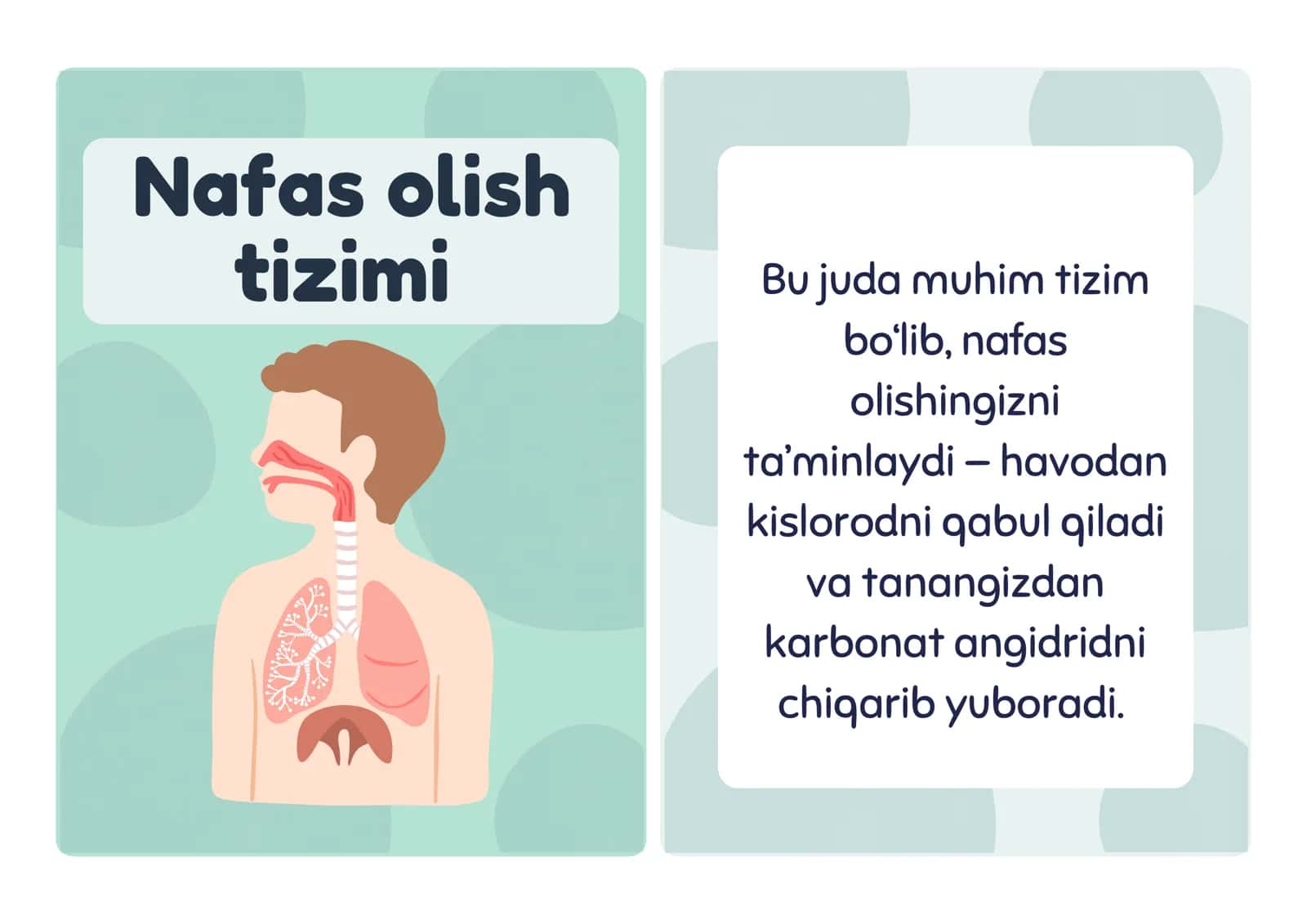Nafas olish tizimi 1