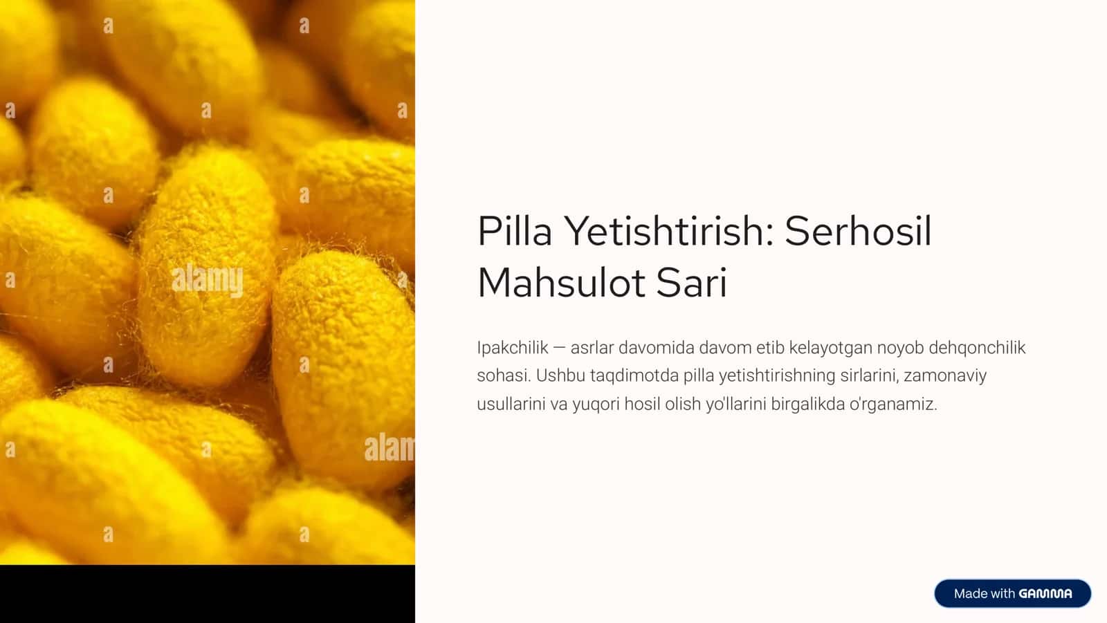Pilla Yetishtirish: Serhosil Mahsulot Sari 1