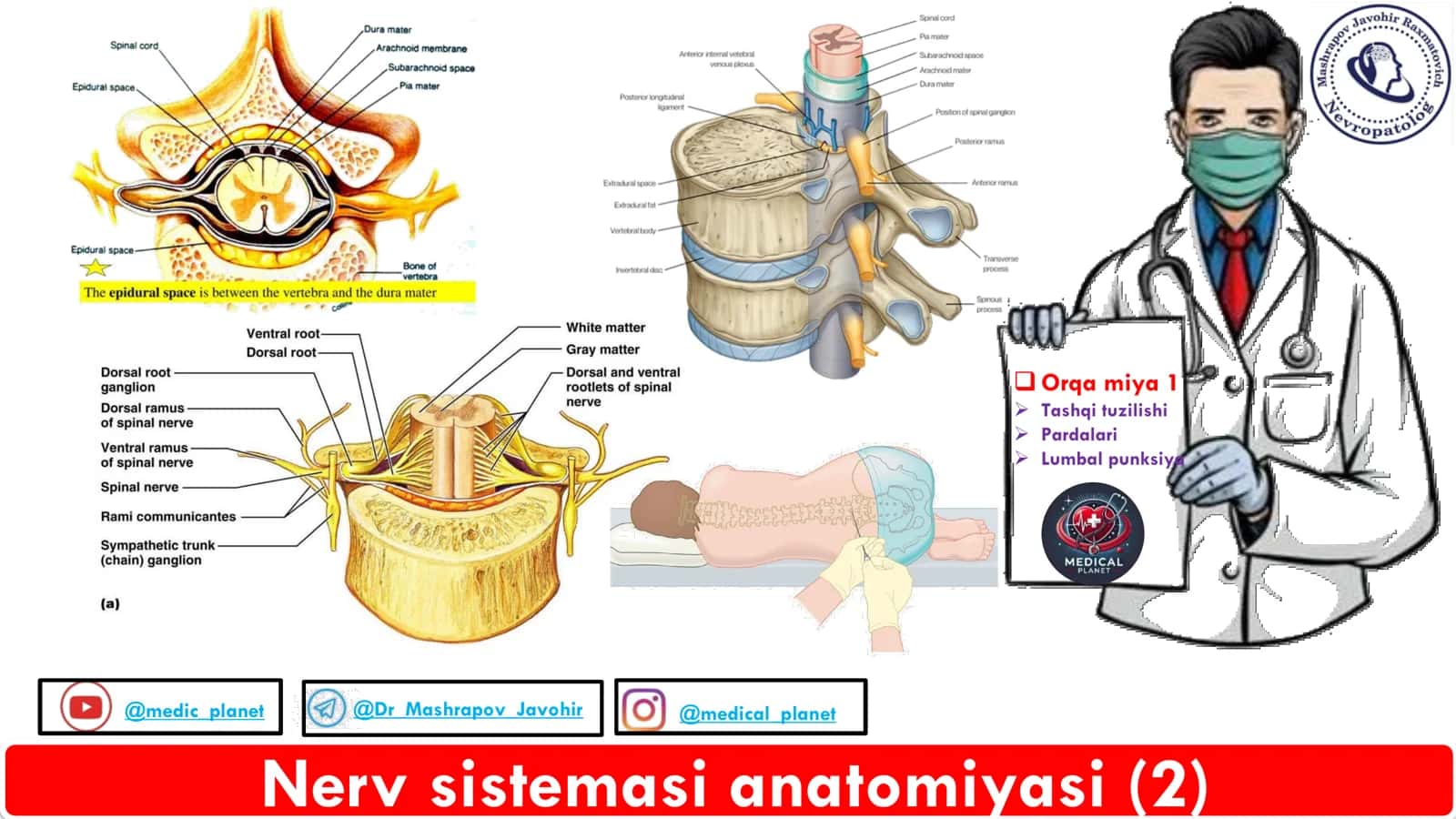 Nerv Sistemasi Anatomiyasi Orqa miya 1