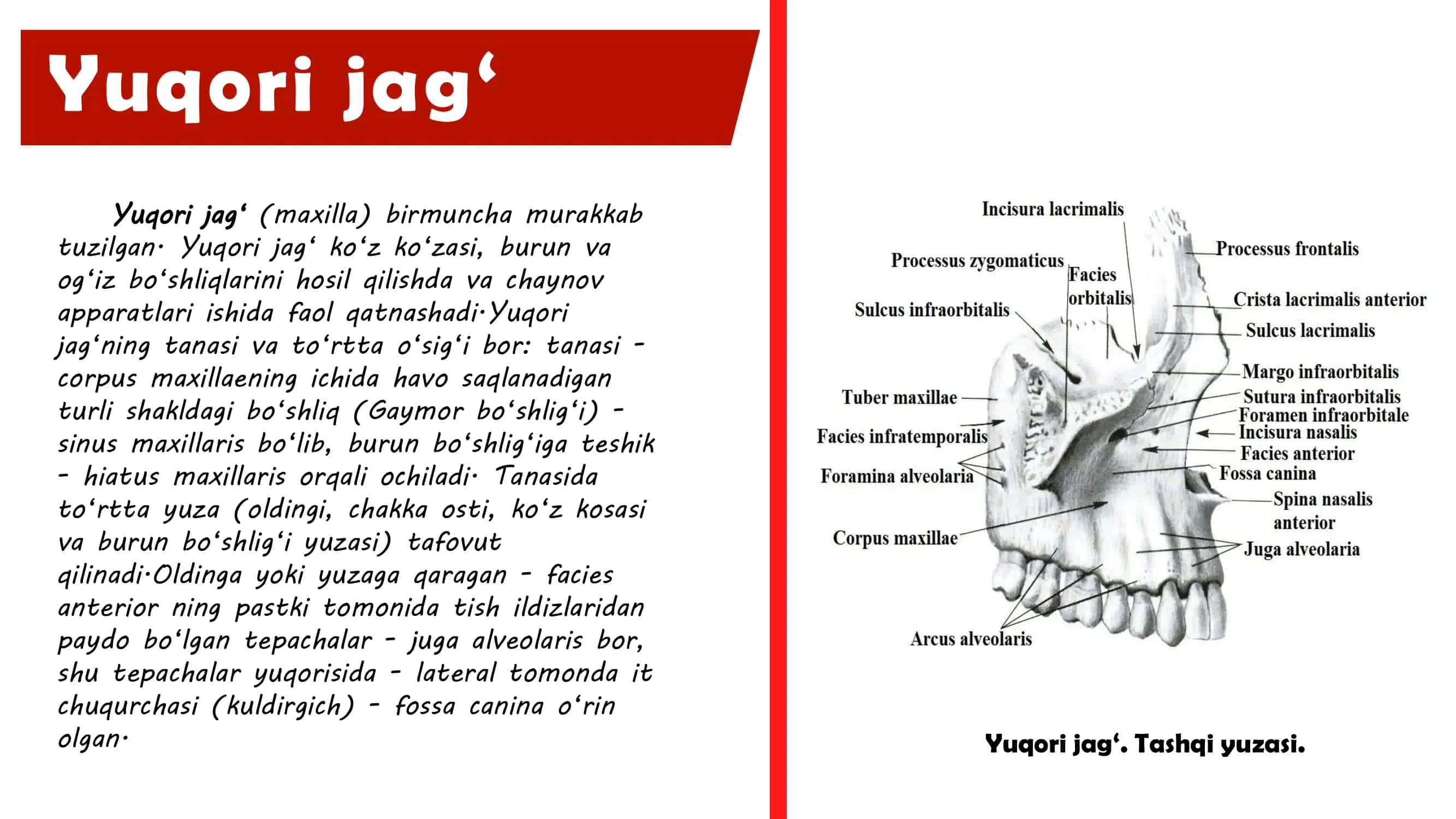 Yuqori jag‘ 2