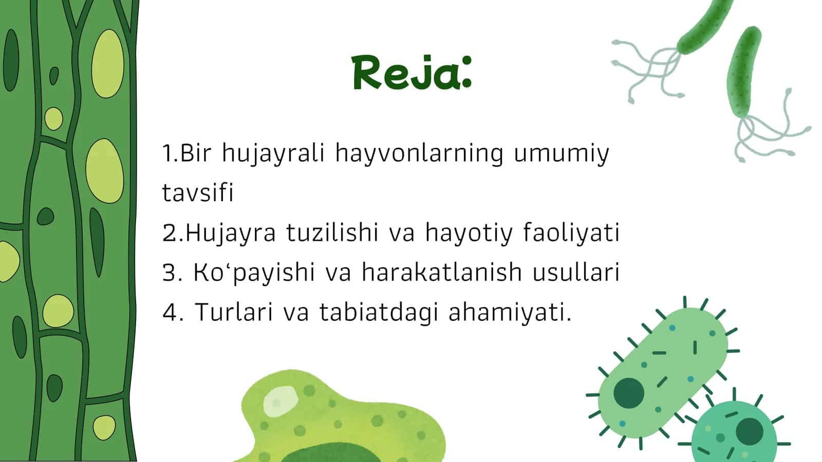 Bir hujayrali eukariot hayvonlarning umumiy harakteriskasi 2
