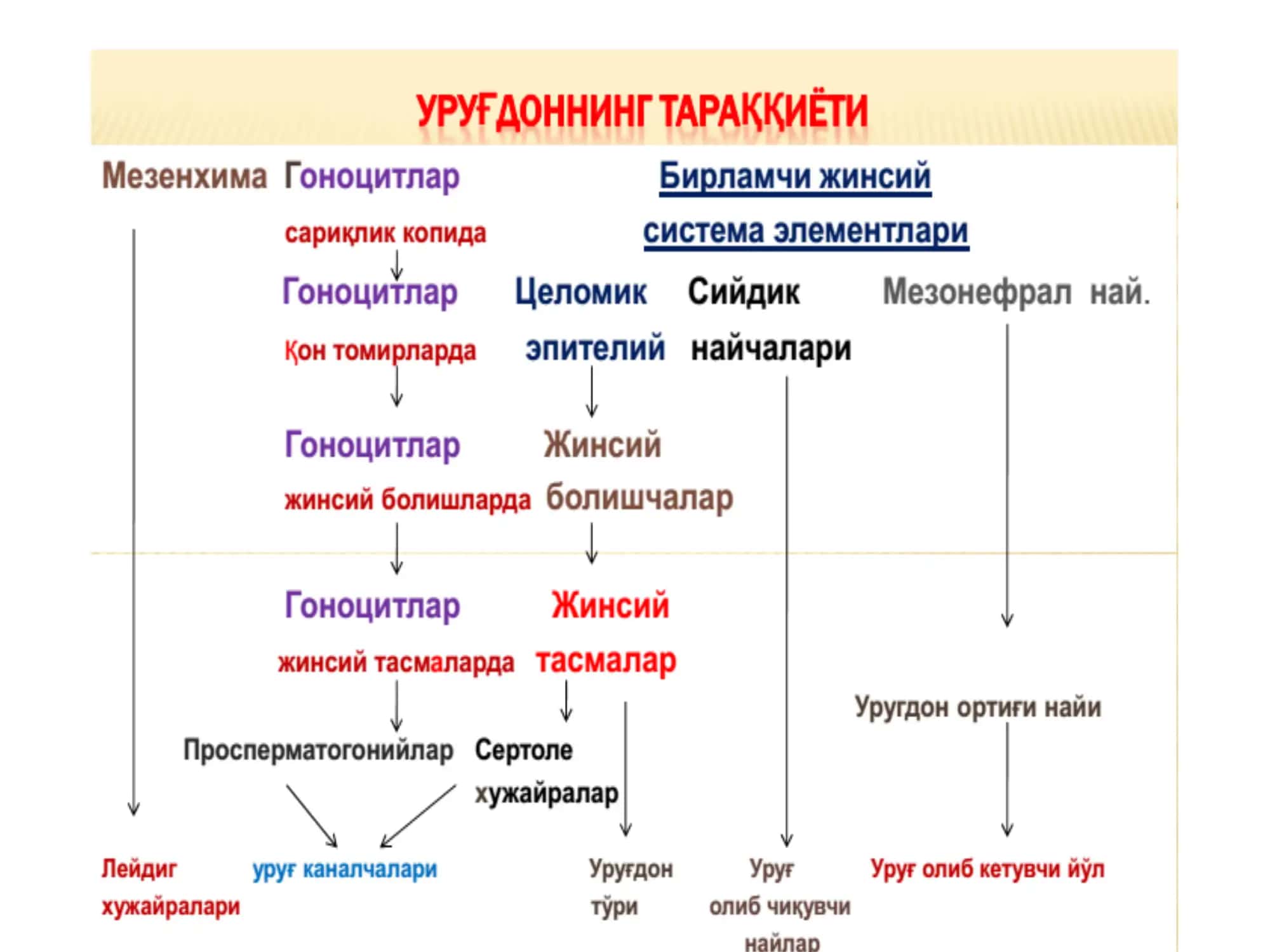 ЭРКАКЛАР ЖИНСИЙ СИСТЕМАСИ 2