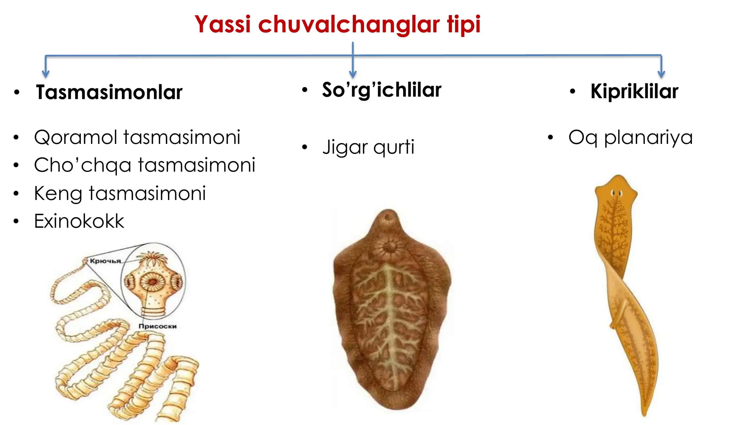 Zoologiya 3-dars: Yassi va To’garak Chuvalchanglar 2