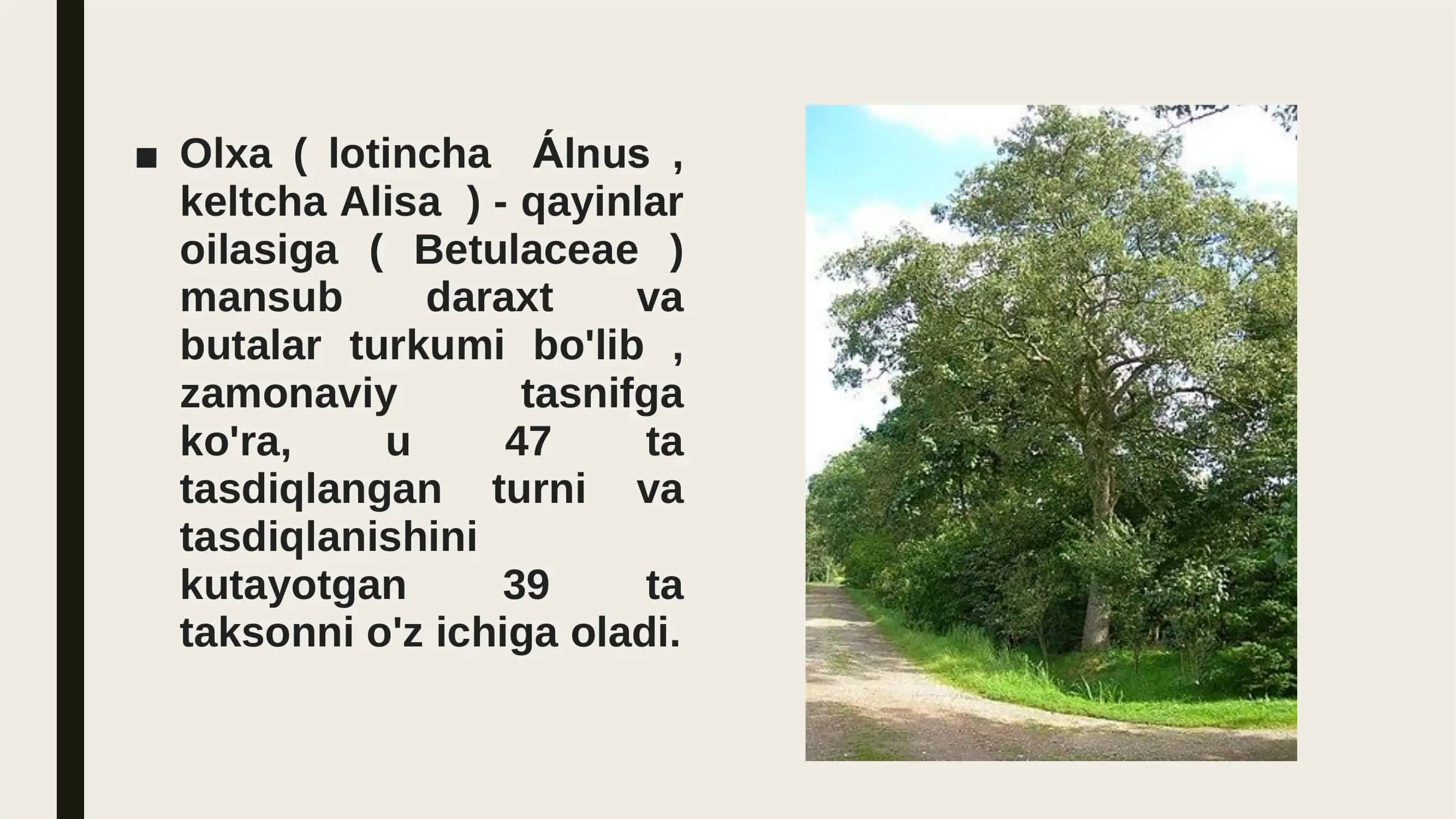 olxa o'simligi 2