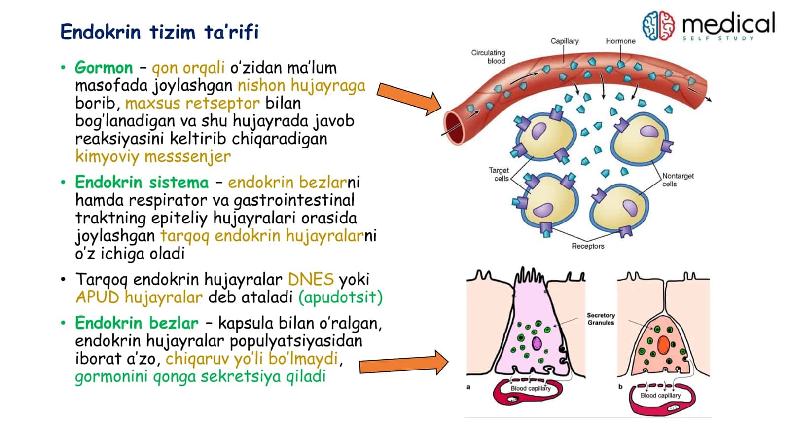 Endokrinologiya 2