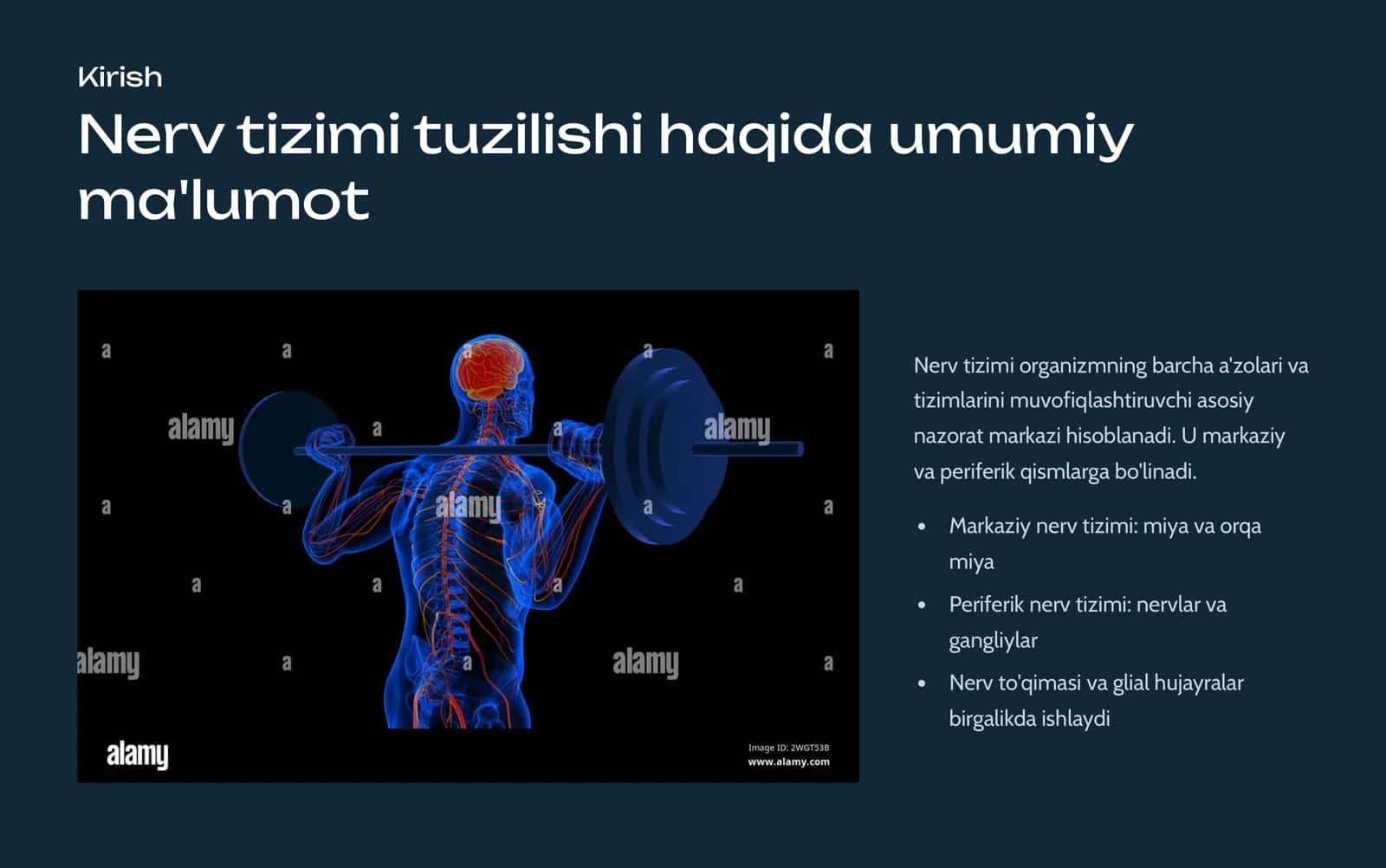Nеrv to'qima. Nеyrogliya 2