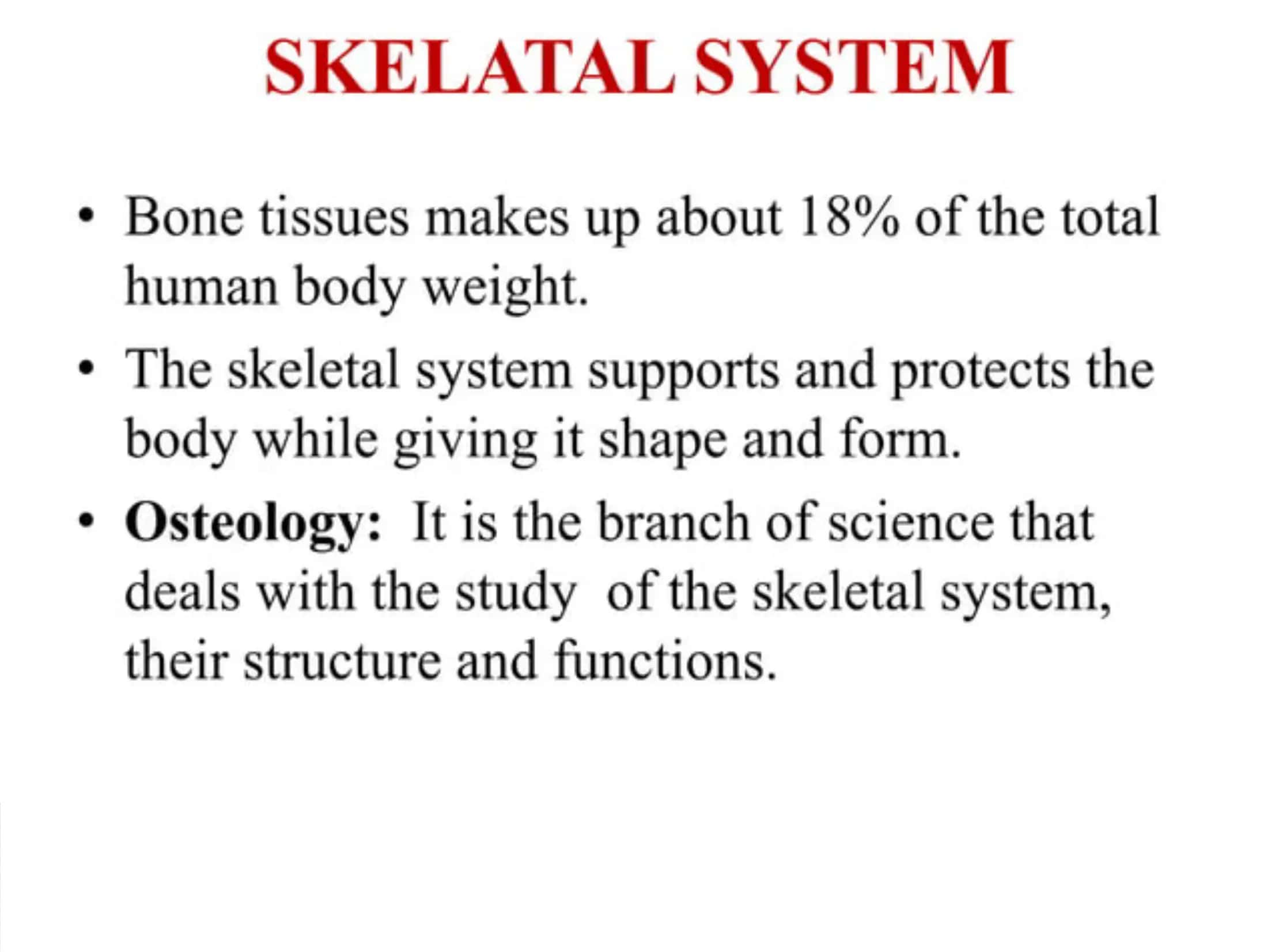 The skeletal system of a human being 2