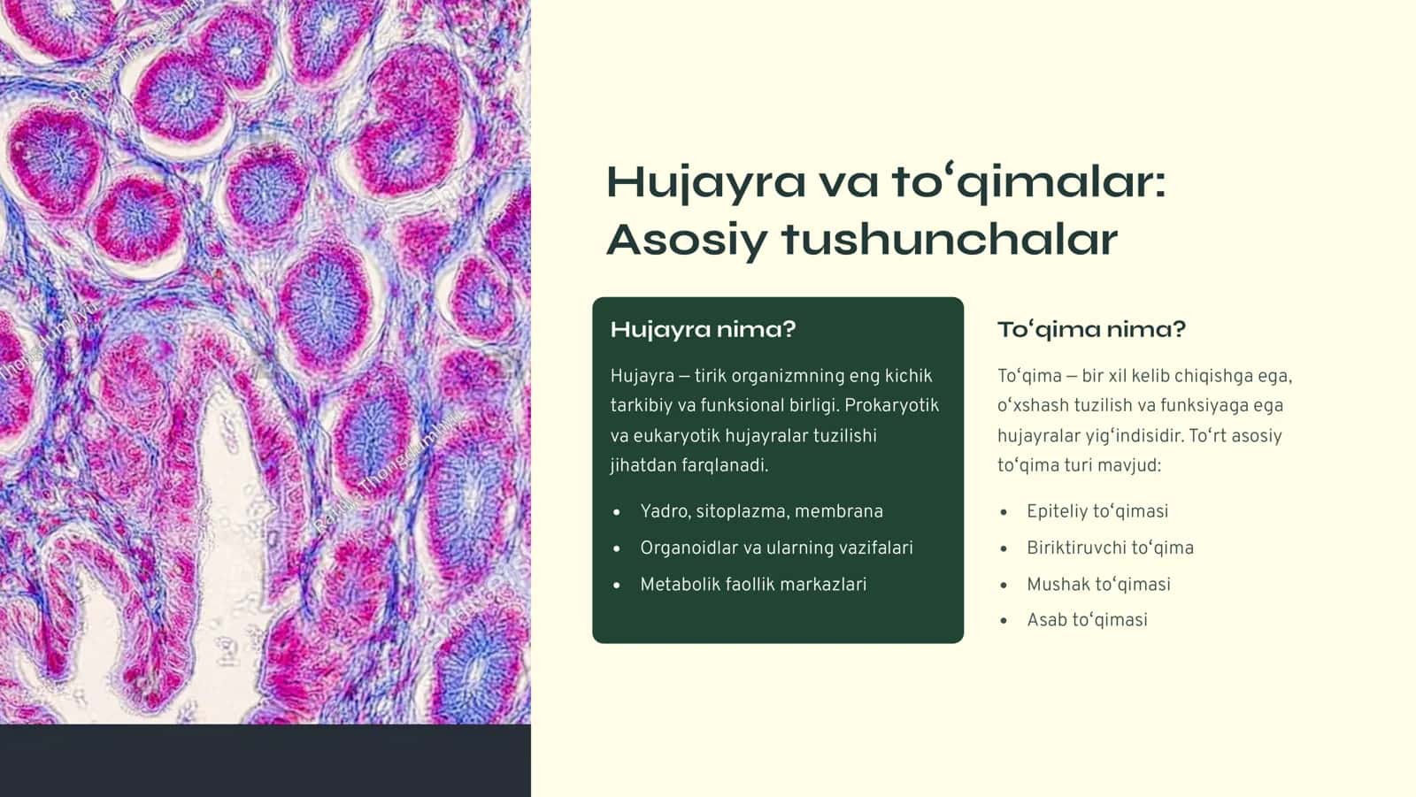 Gistologiya 2