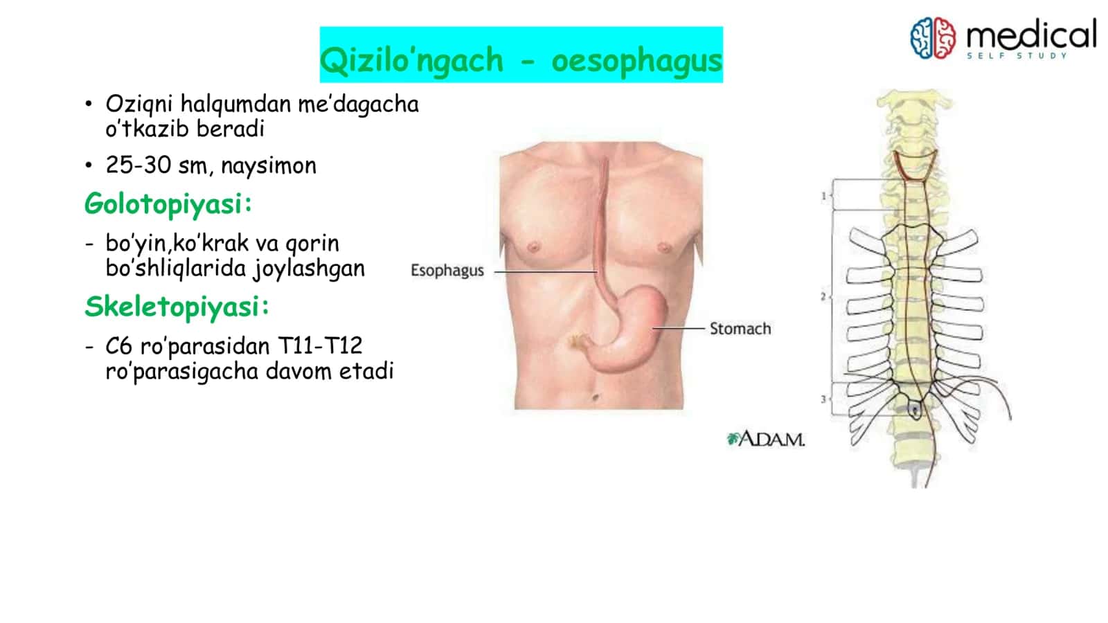 Qizilo’ngach - oesophagus 2