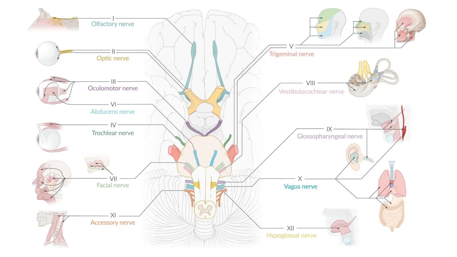 Neuroanatomy 2