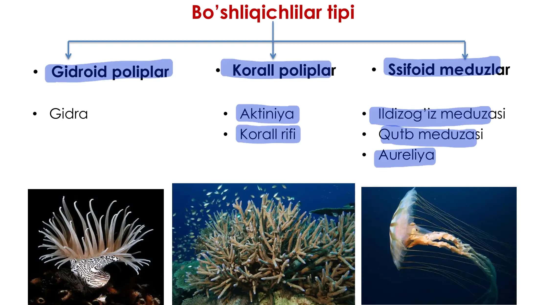 Bo’shliqichlilar tipi Zoologiya 2-dars 2