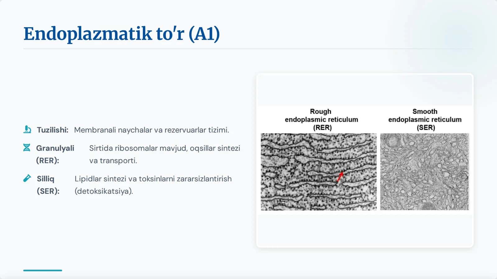 Hujayra sitologiyasi va Endokrin tizim. 2