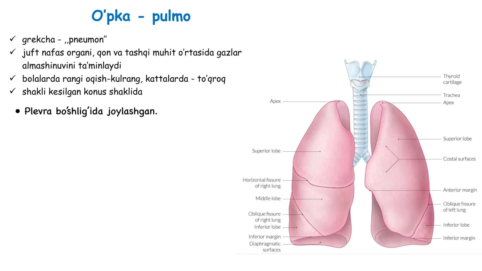 plevra , Oʻpka 2