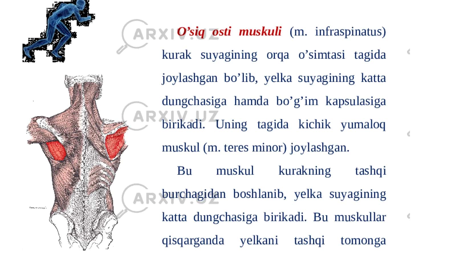 Oyoq mushaklarni vazifalari 2