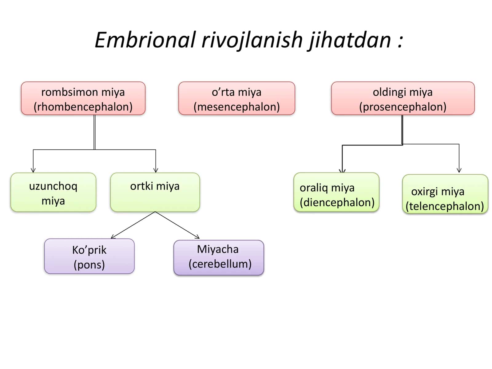 Embrional rivojlanish jihatdan 2