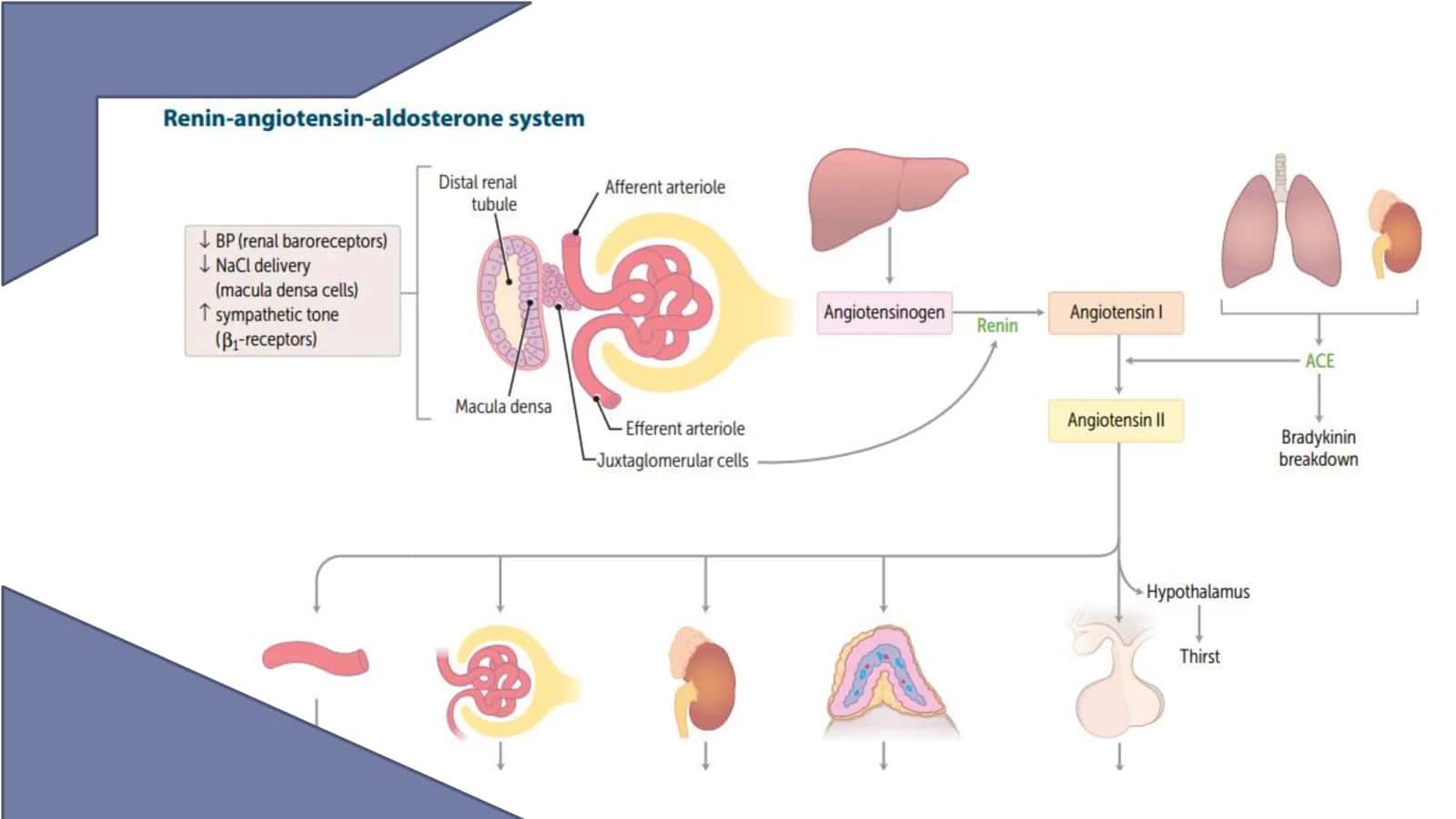 LESSON 23 Renal tubular defects 2