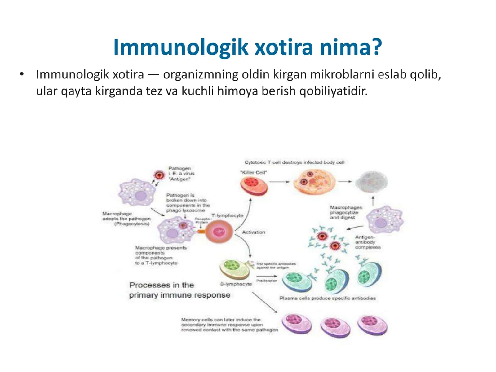 Immunologik xotira 2