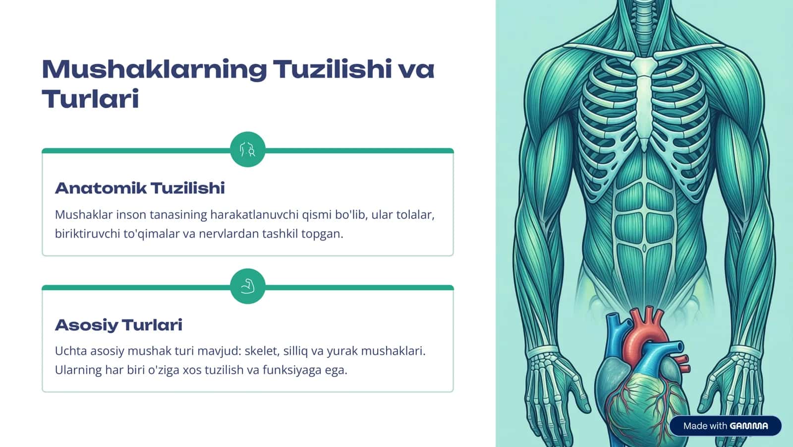 Mushaklar: Tana, Harakatining Asosiy Mexanizmi 2