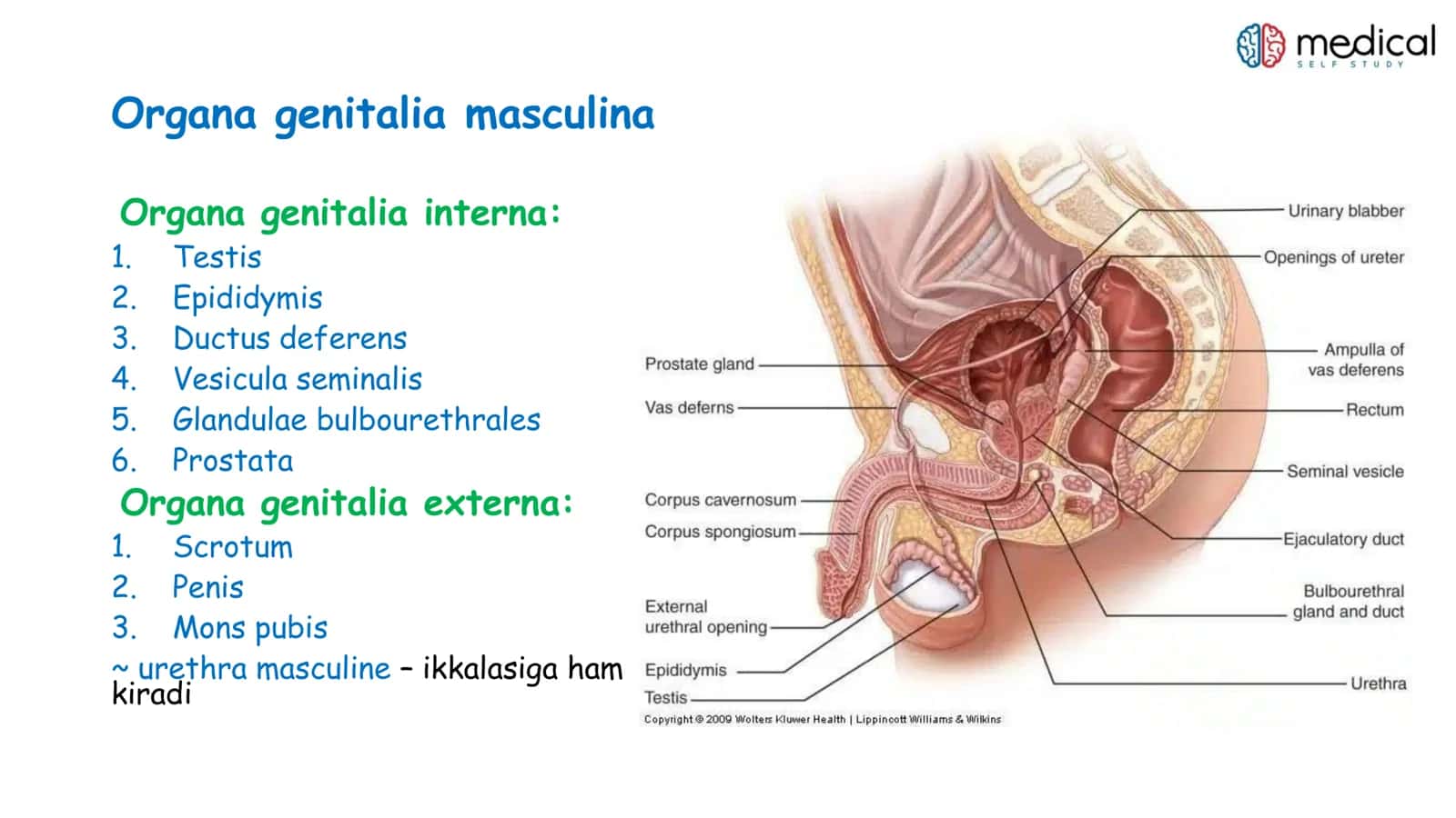 Organa genitalia masculina 2