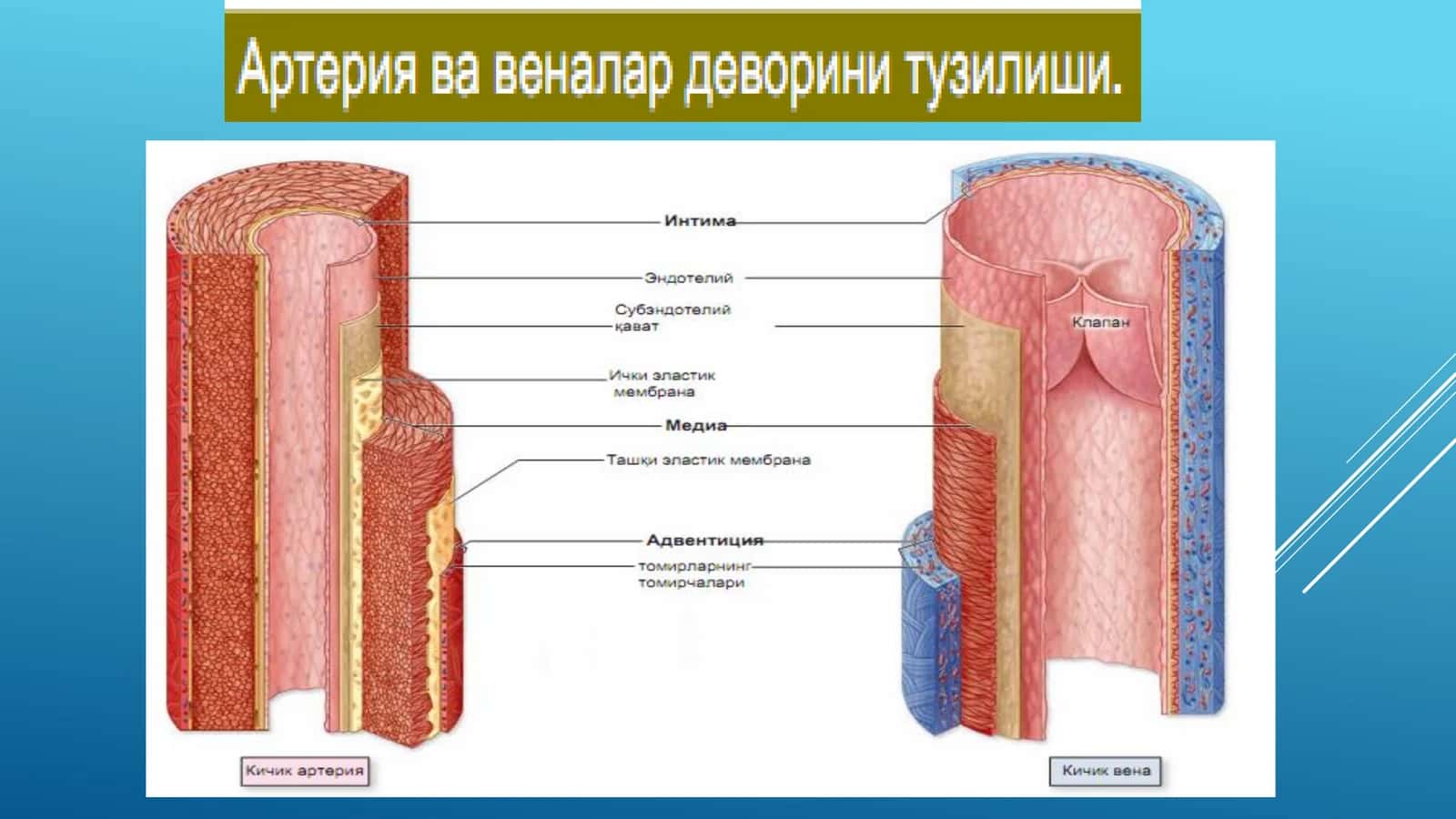 Артериялар деворининг тузилиши 2