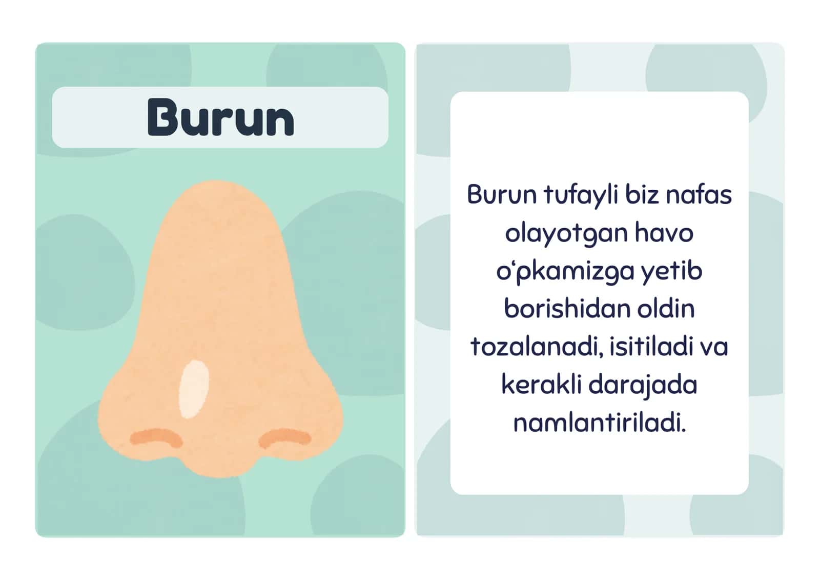 Nafas olish tizimi 2