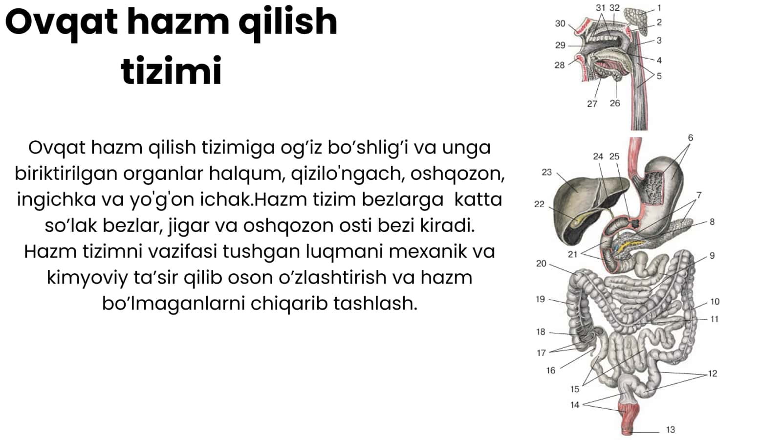 Ovqat hazm qilish anatomiyasi 2