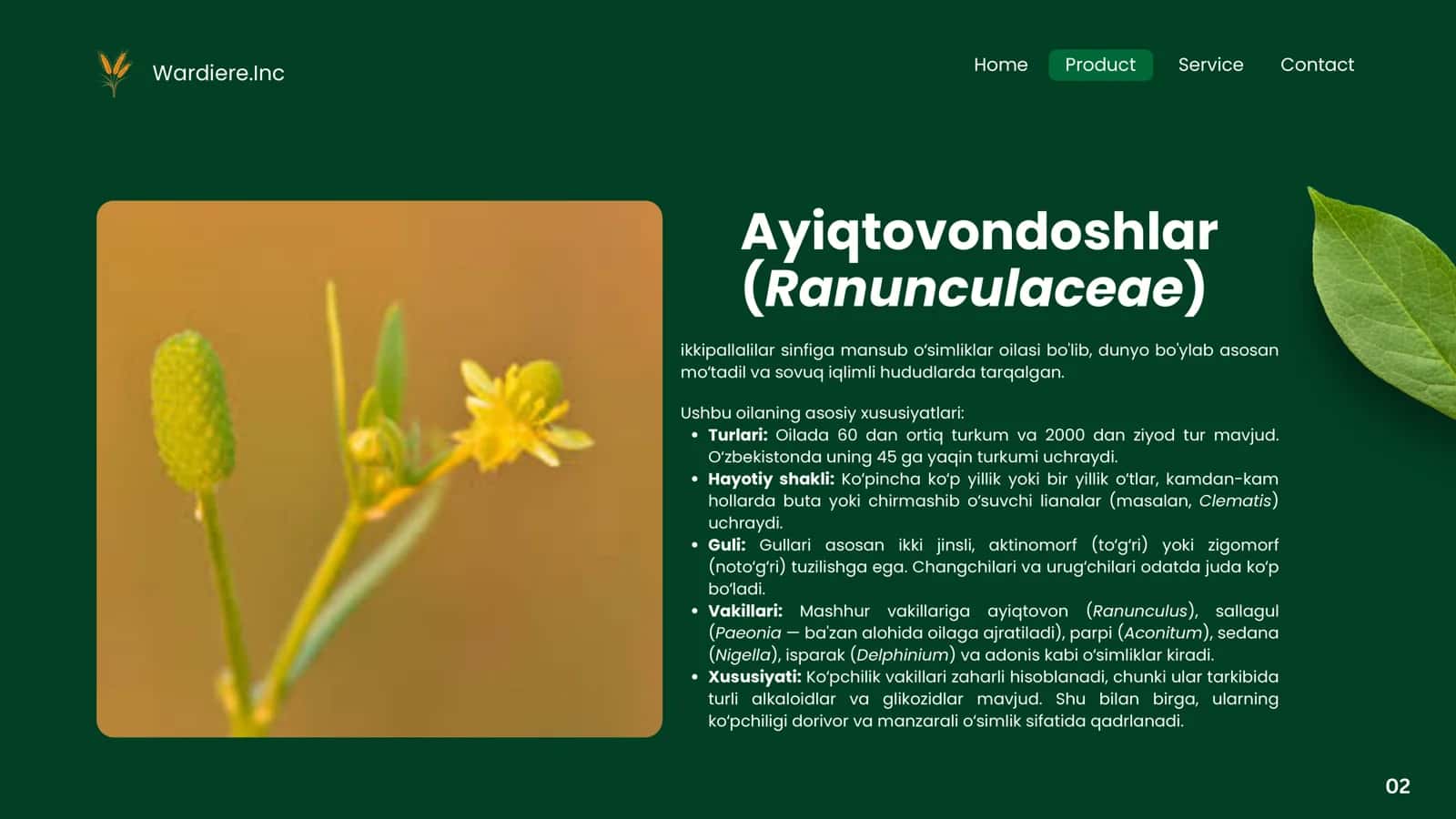 ayiqtovondoshlar oilasi 2