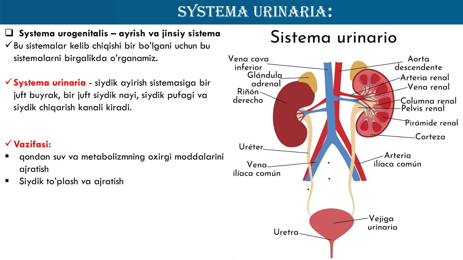 Ayirish Sistemasi Anatomiyasi 2