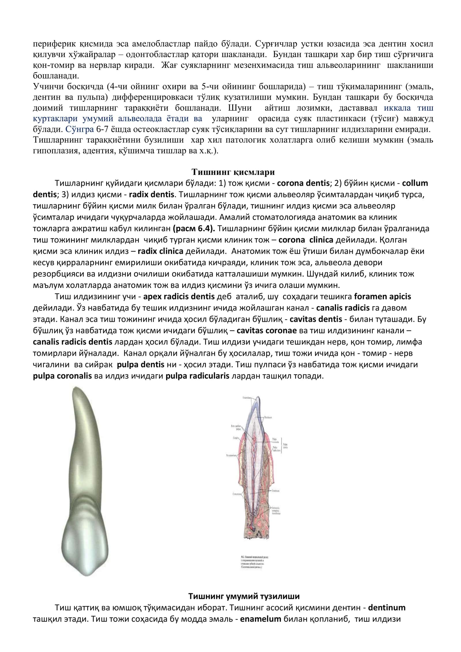 ТИШЛАРНИНГ УМУМИЙ АНАТОМИЯСИ 2