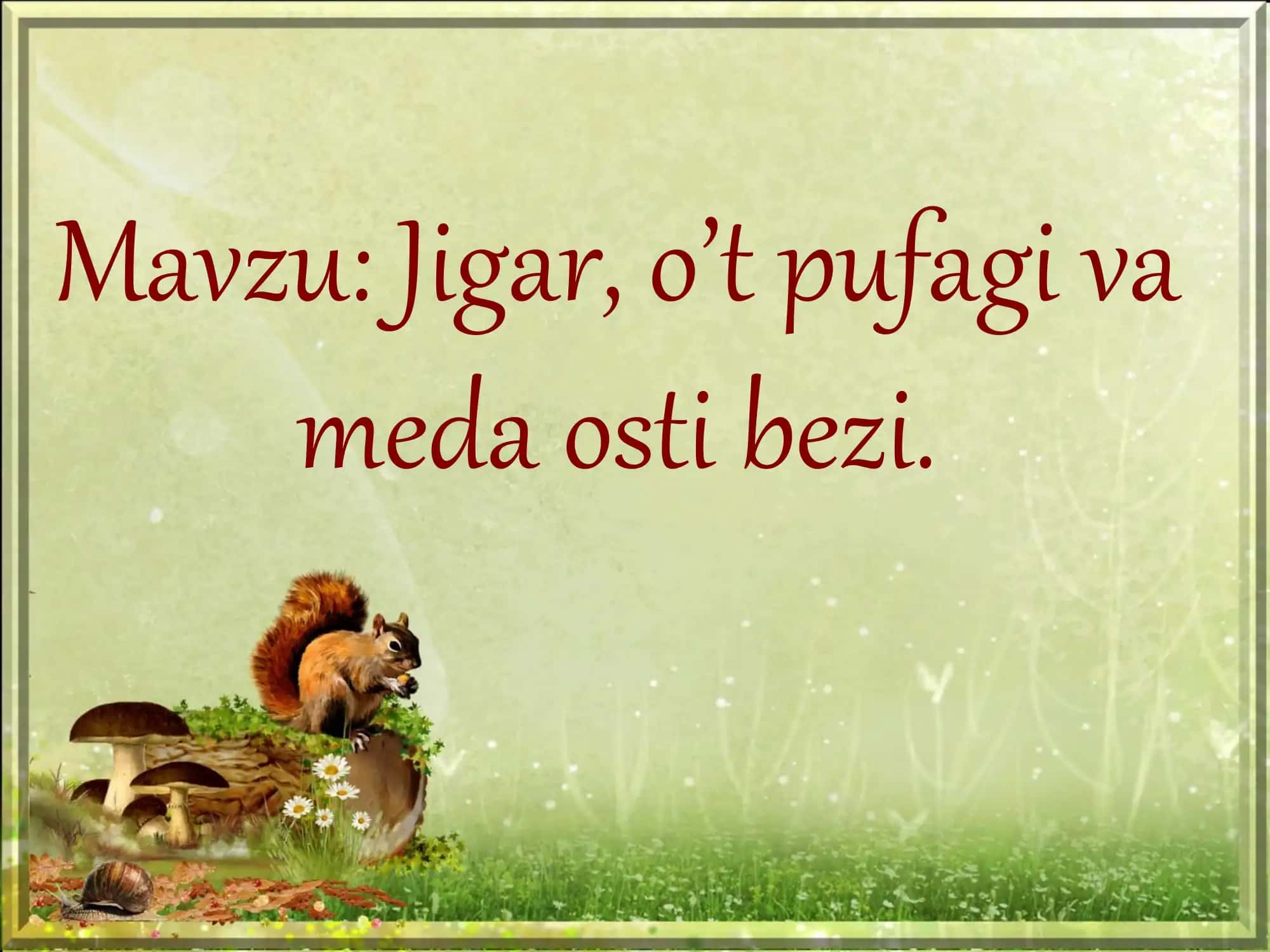 Jigar, o’t pufagi va meda osti bezi 2