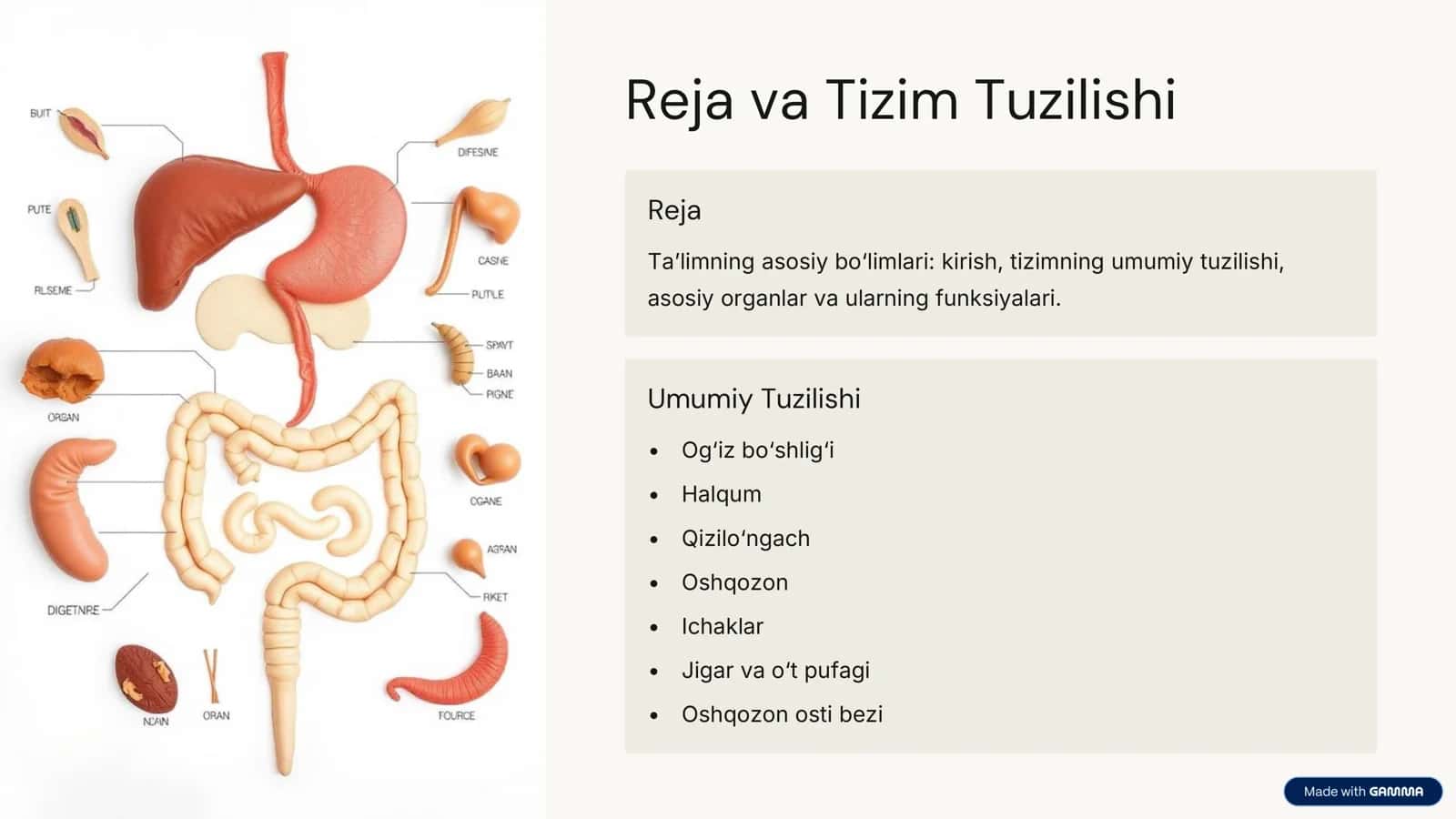 Ovqat Hazm Qilish Tizimi 2