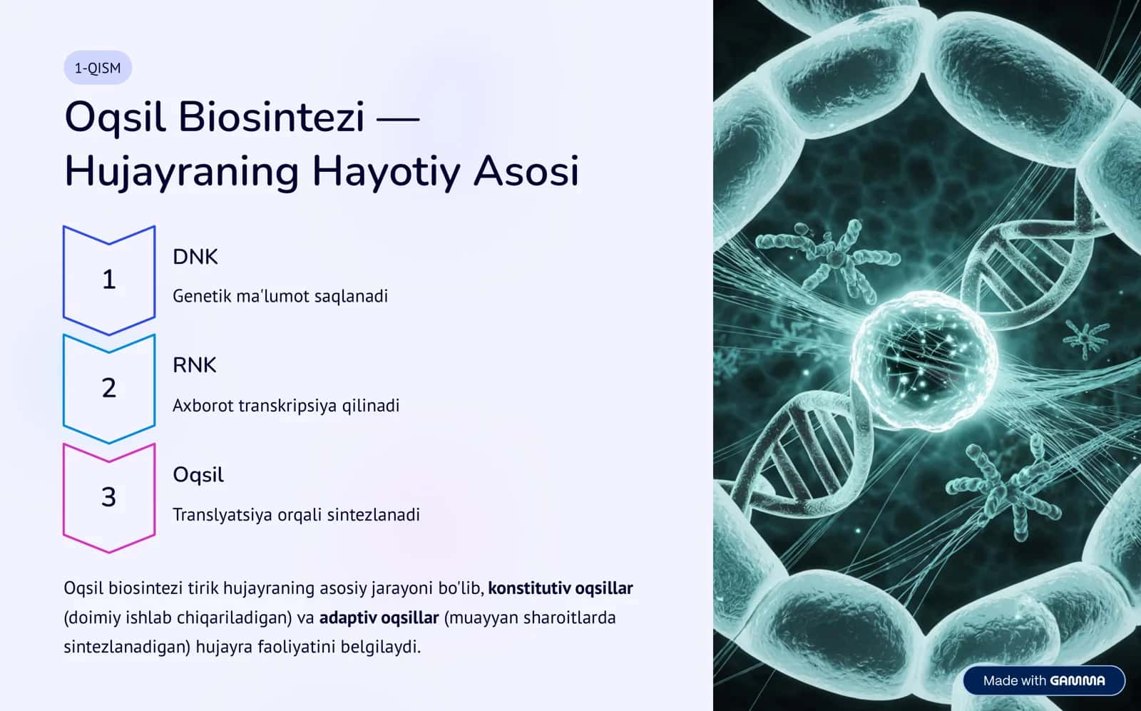 Oqsil Biosintezi Ingibitorlari 2