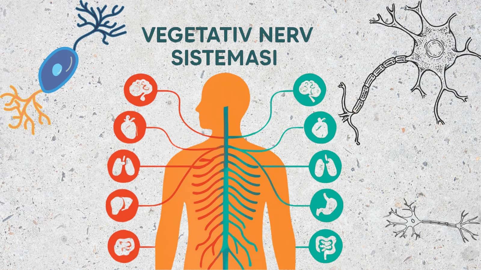 Vegetativ nerv sistemasi. 2