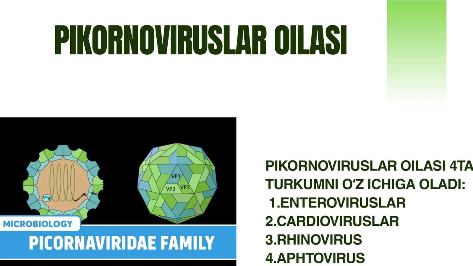 RNK SAQLOVCHI VIRUSLAR KELTIRIB CHIQARUVCHI YUQUMLI KASALLIK QOʻZGʻATUVCHILARI: PIKORNOVIRUS ( POLIMIYELIT GEPATIT A ) KORONOVIRUSLAR. XARAKTERISTIKASI VA LABARATORIYA TASHXISI 2
