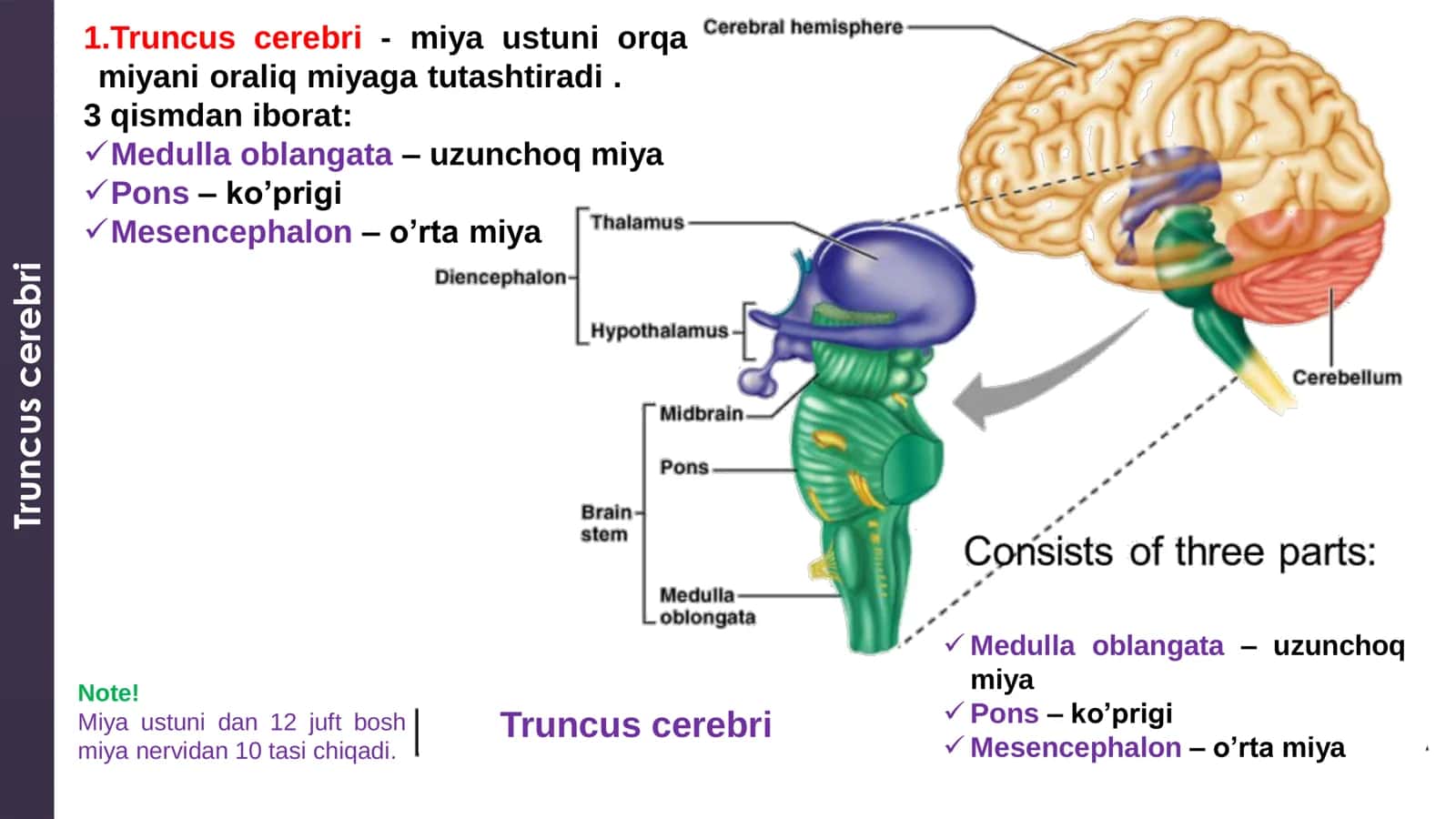 Miya koprigi Anatomiyasi 2