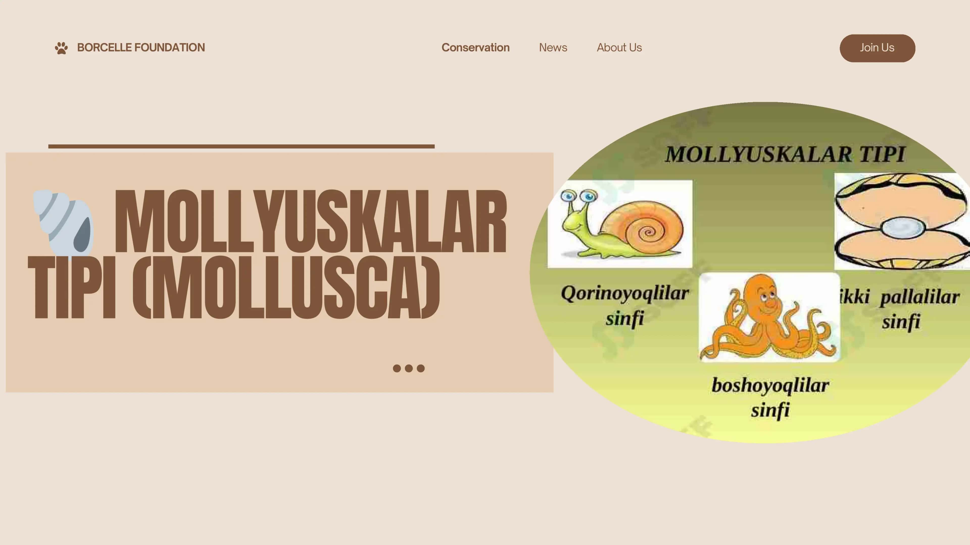 MOLYUSKALAR 2