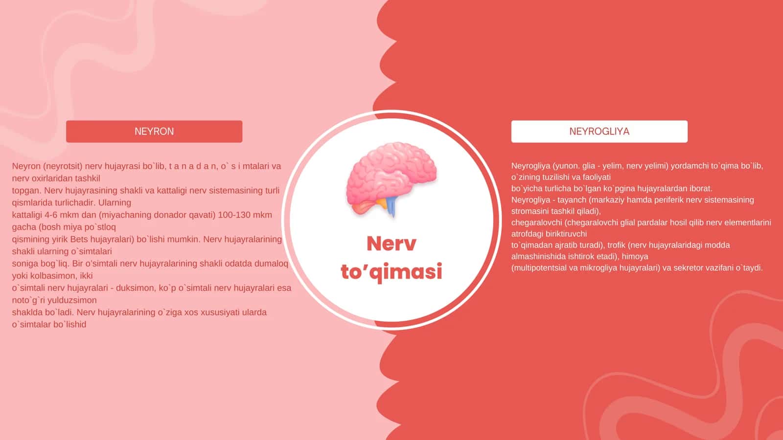 Nerv toʻqimasi 2