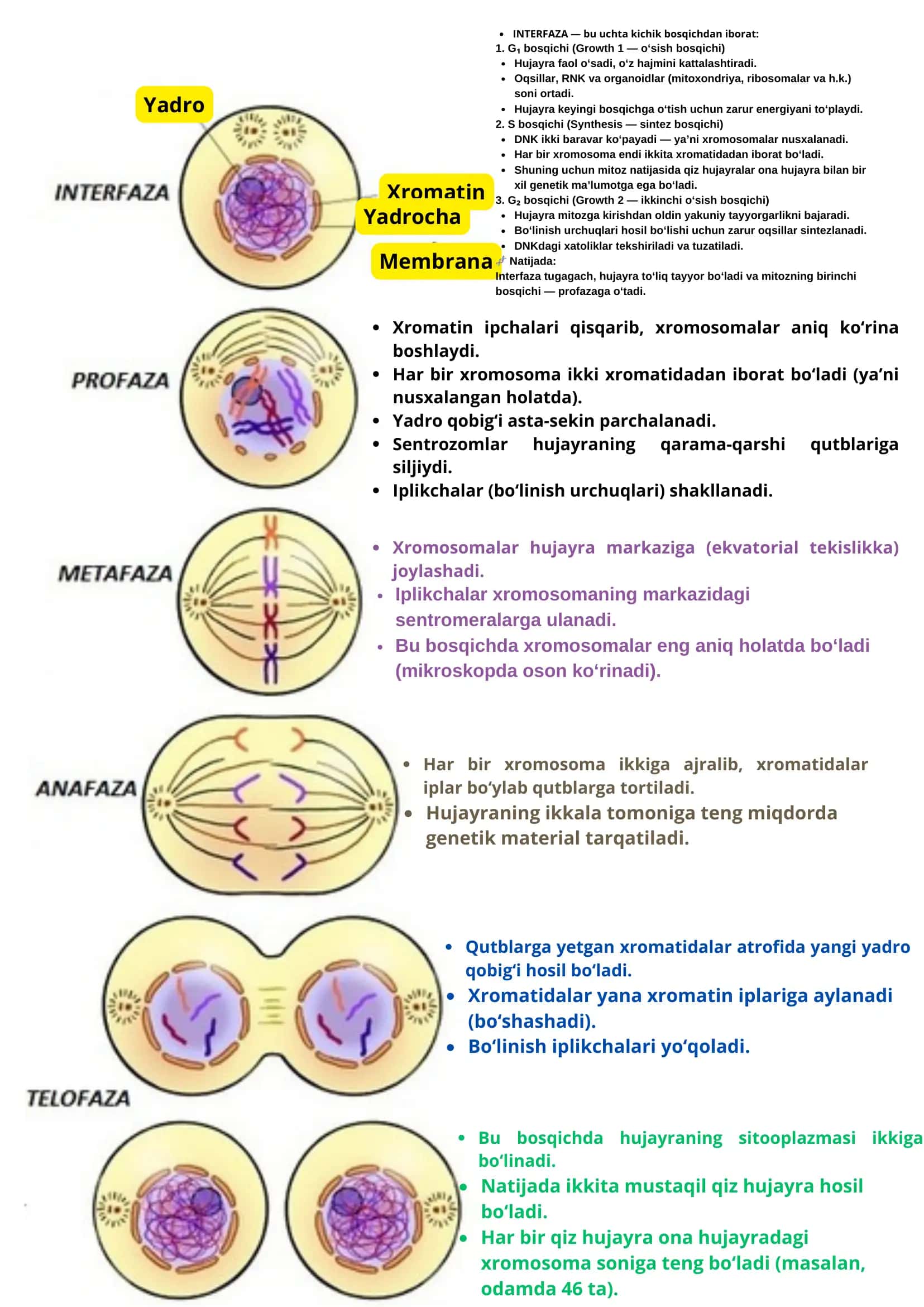 Mitozning biologik ahamiyati 2