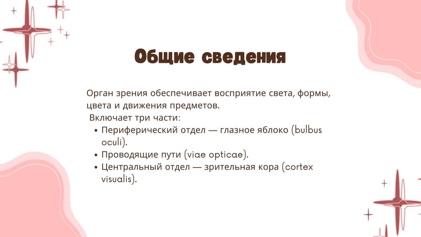 Орган зрения 2