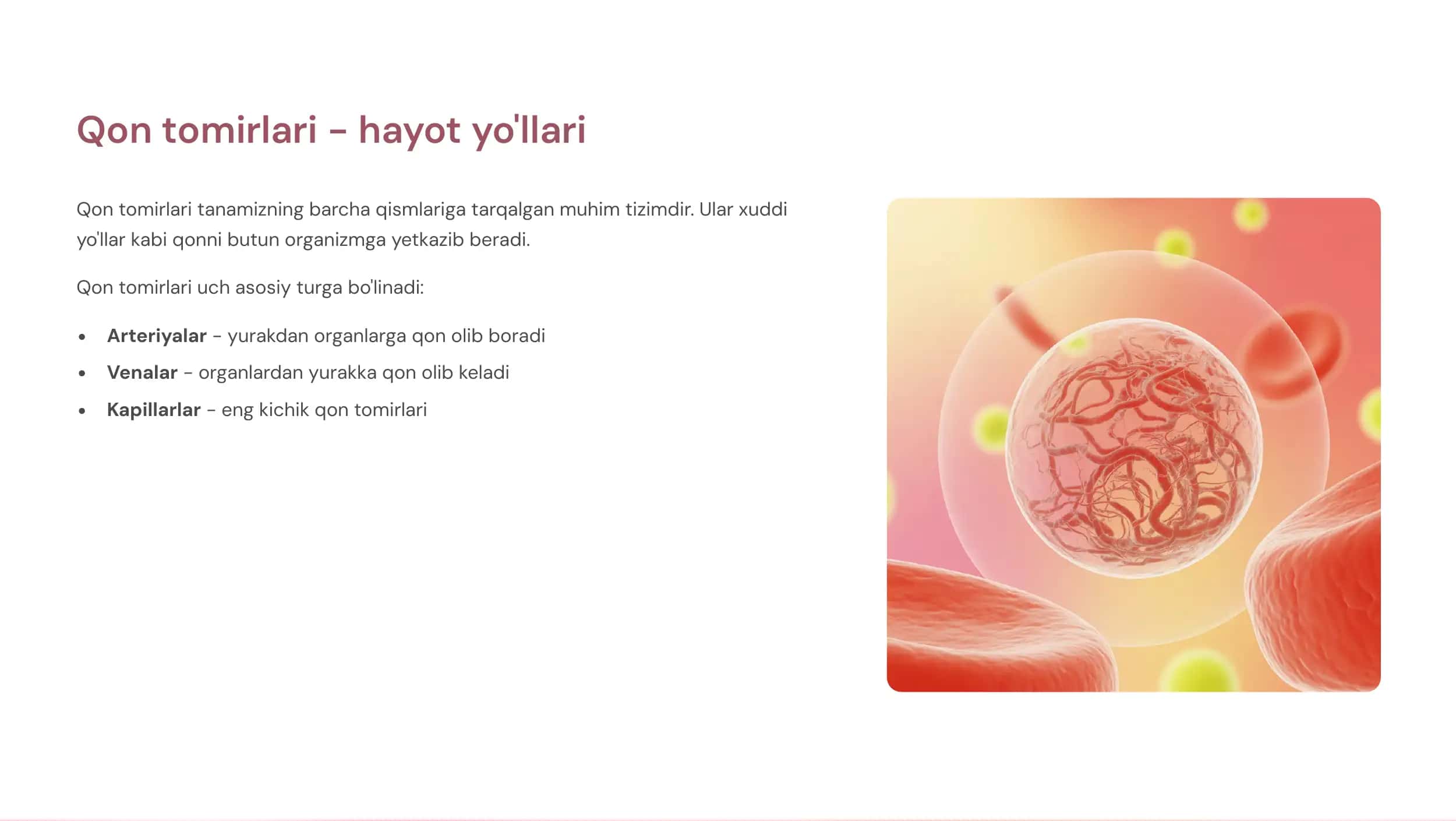 Qon tomirlari va qon aylanish doirasi 2