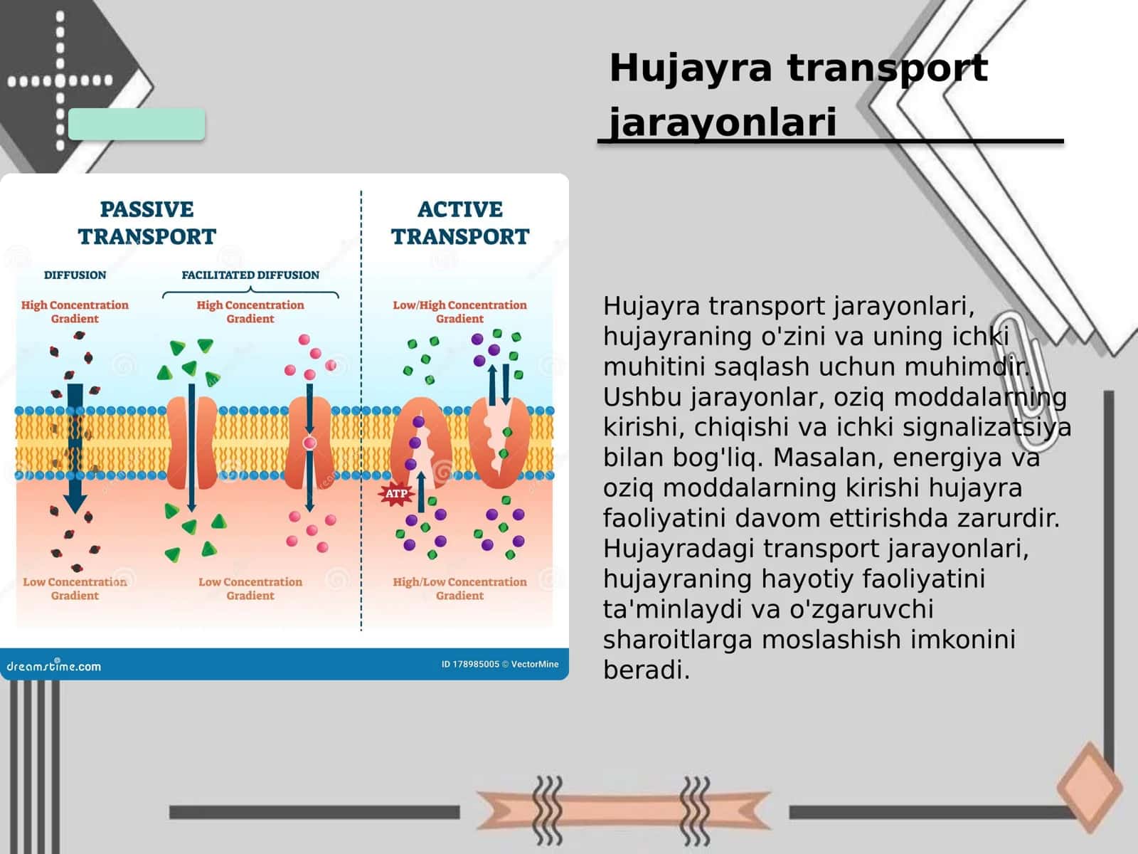 Hujayradagi transport jarayonlari 2