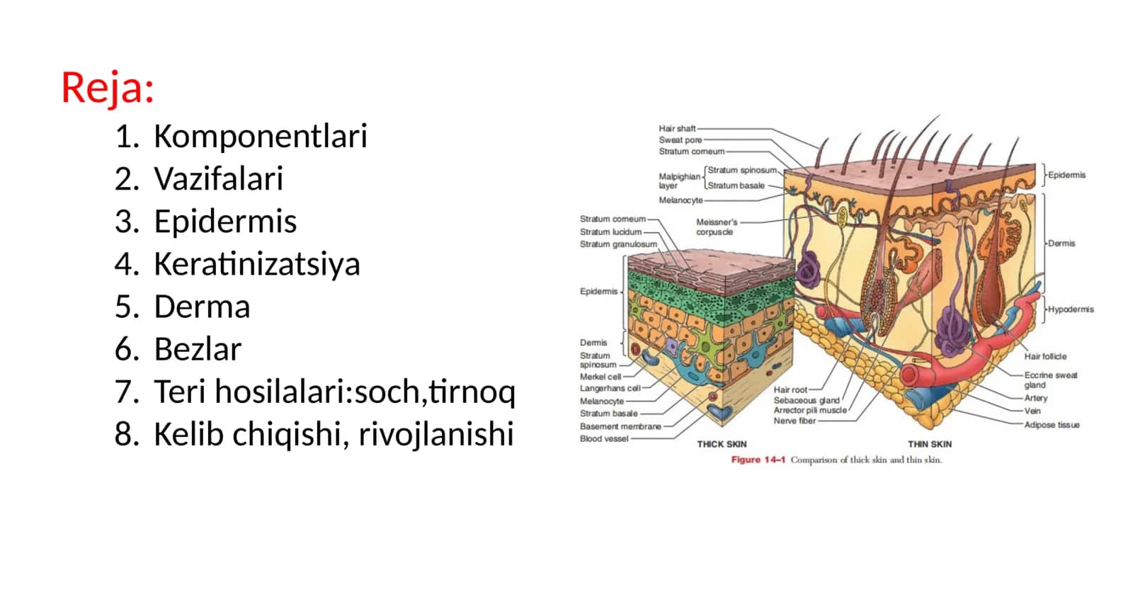 TERI GISTALOGIYASI 2